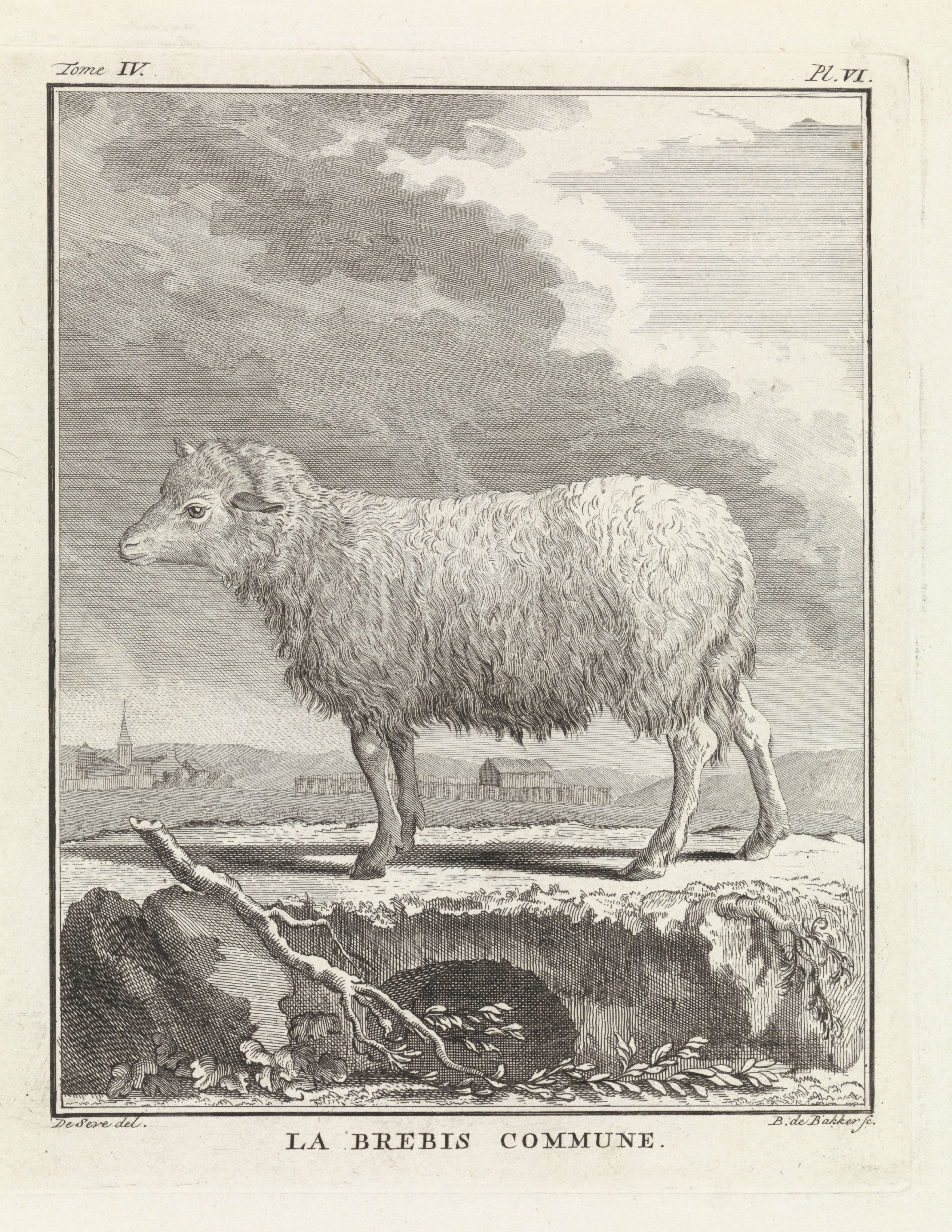 Schaap