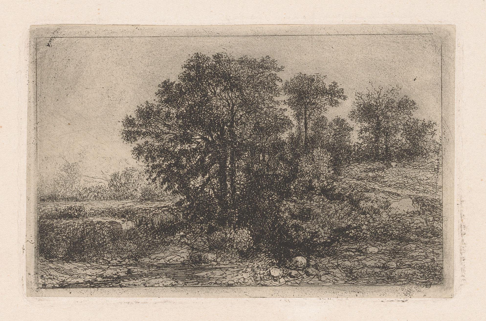 Bomen tegen een helling