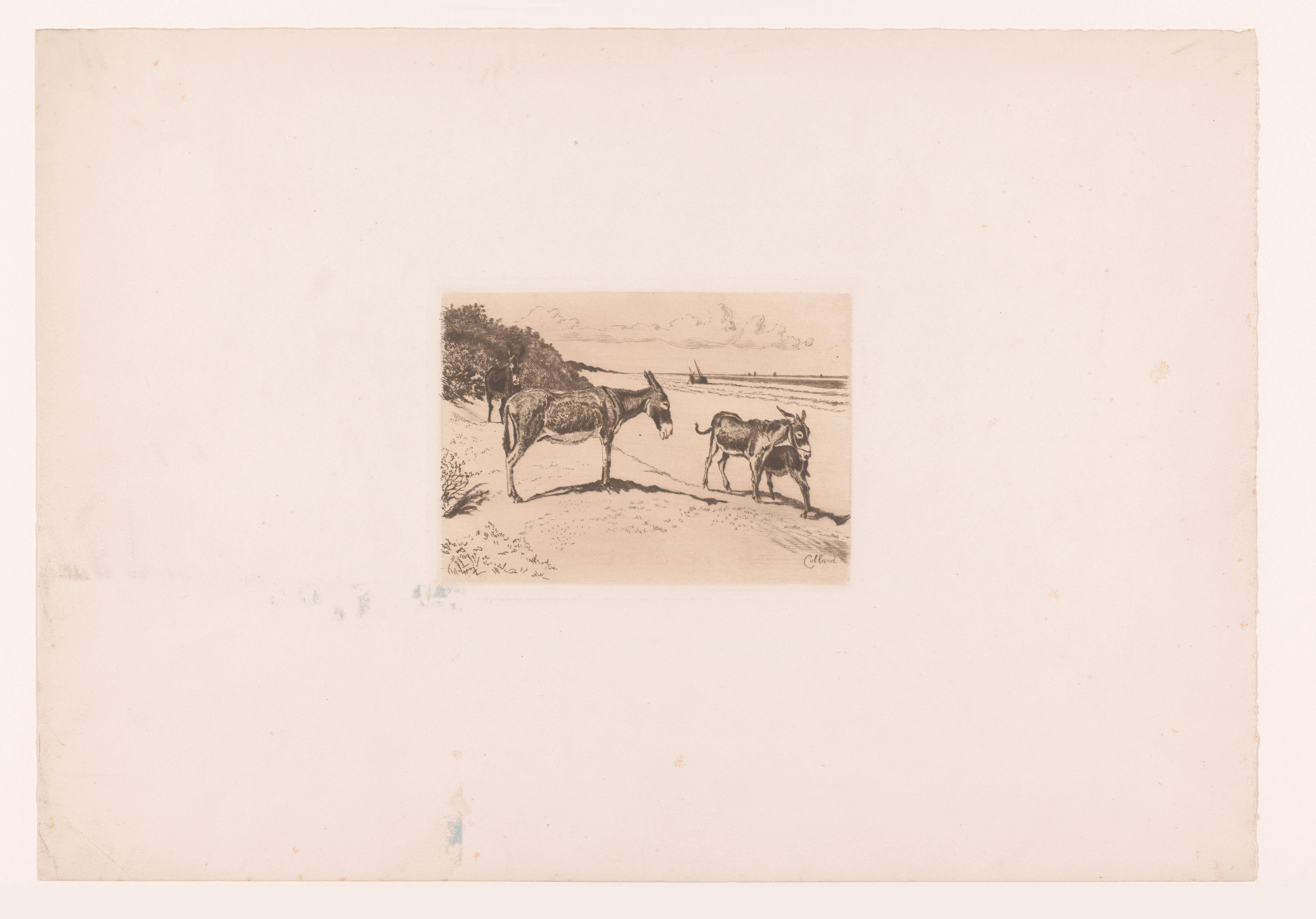 Vier ezels op het strand