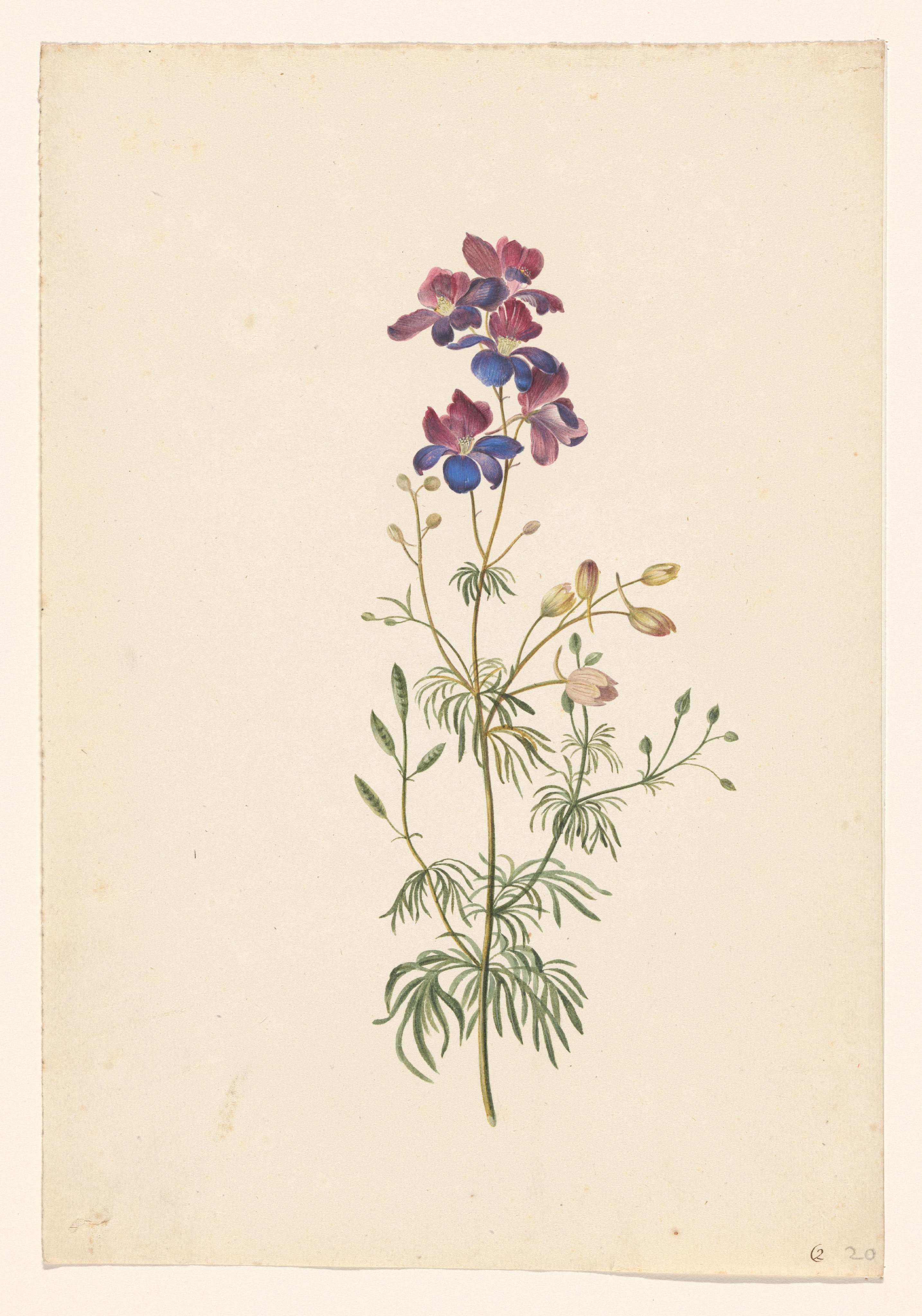 Delphinium