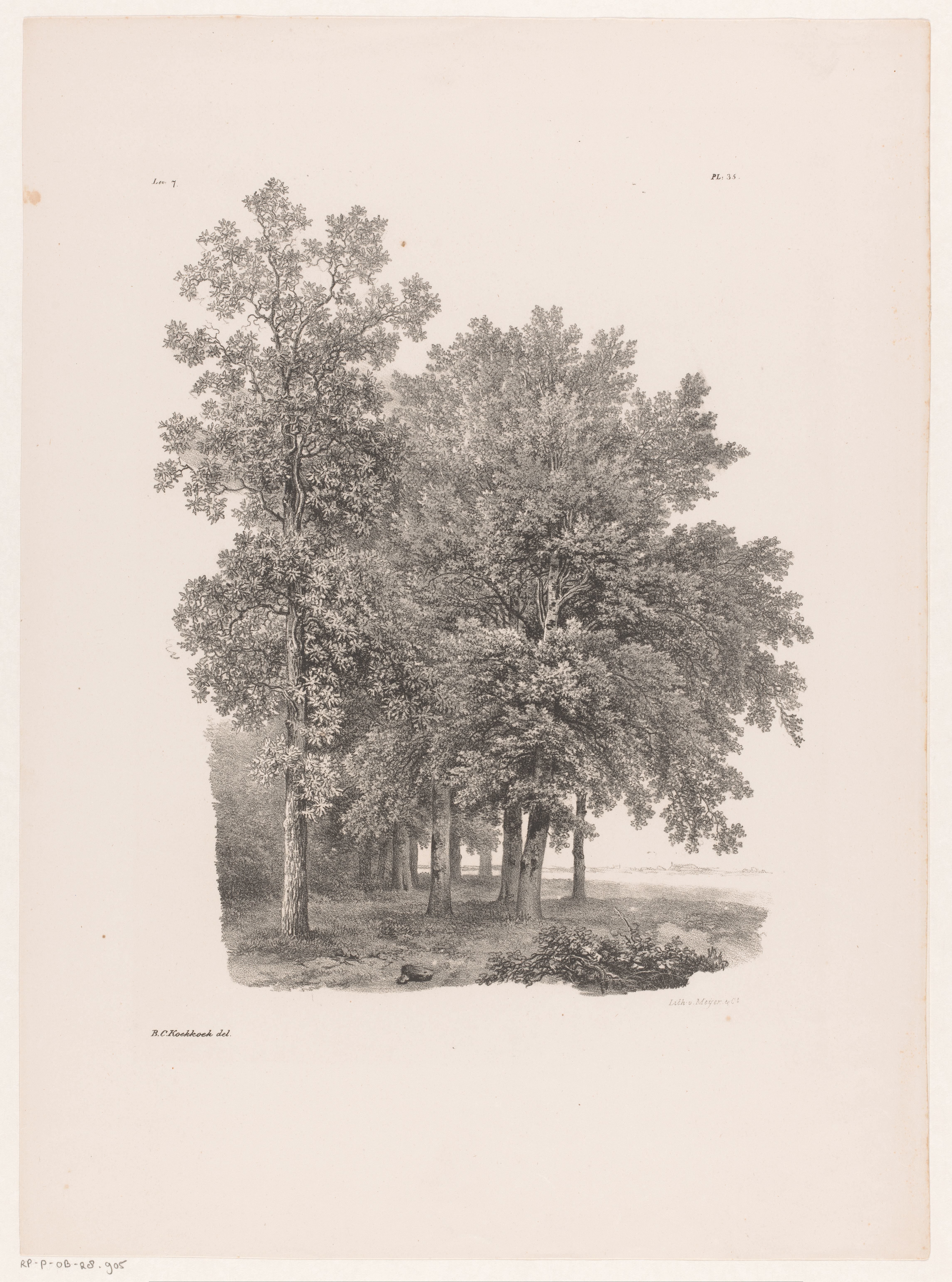 Bomen naast een weiland