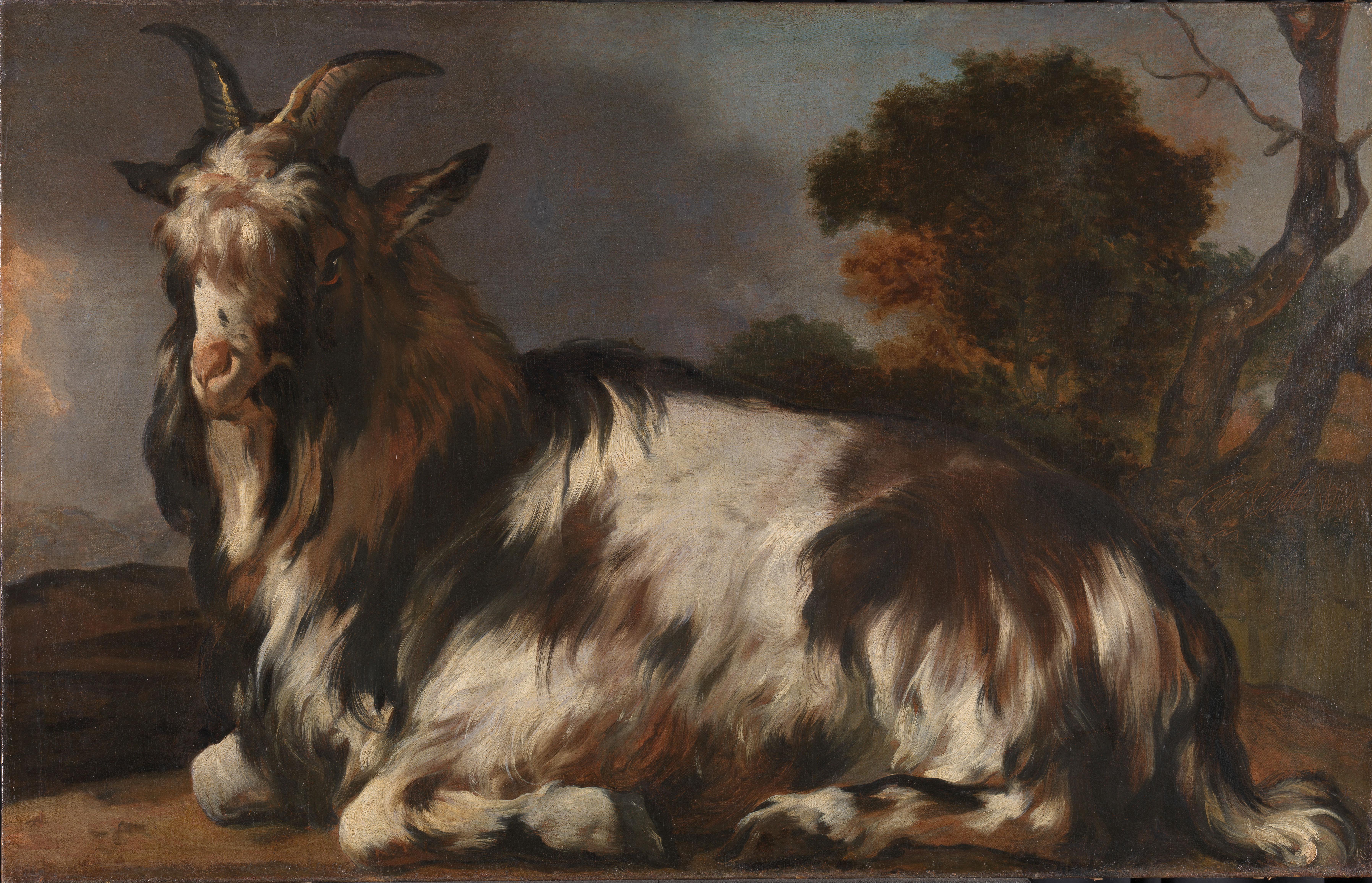 Goat Lying Down