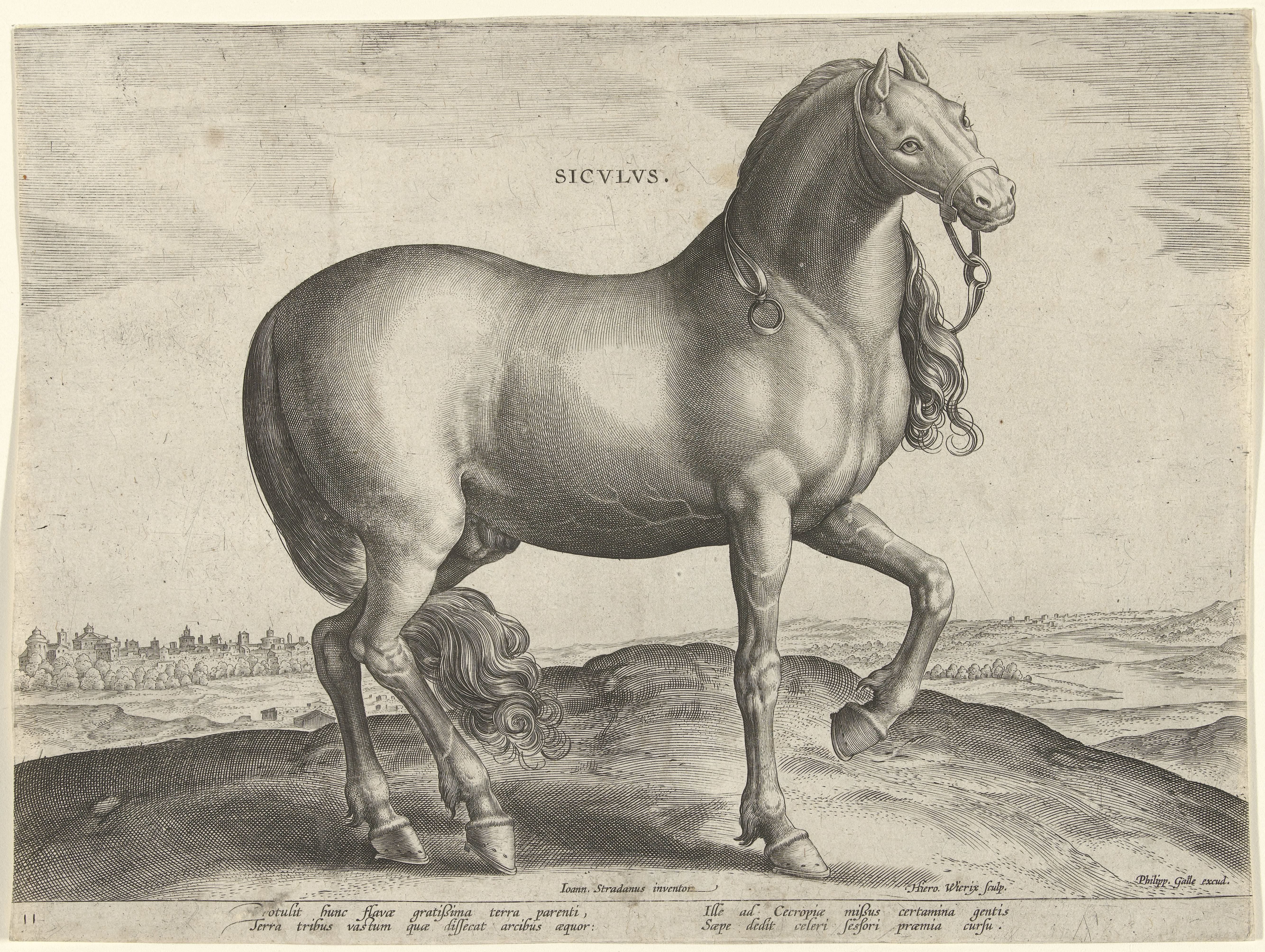 Paard uit Sicilië (Siculus)