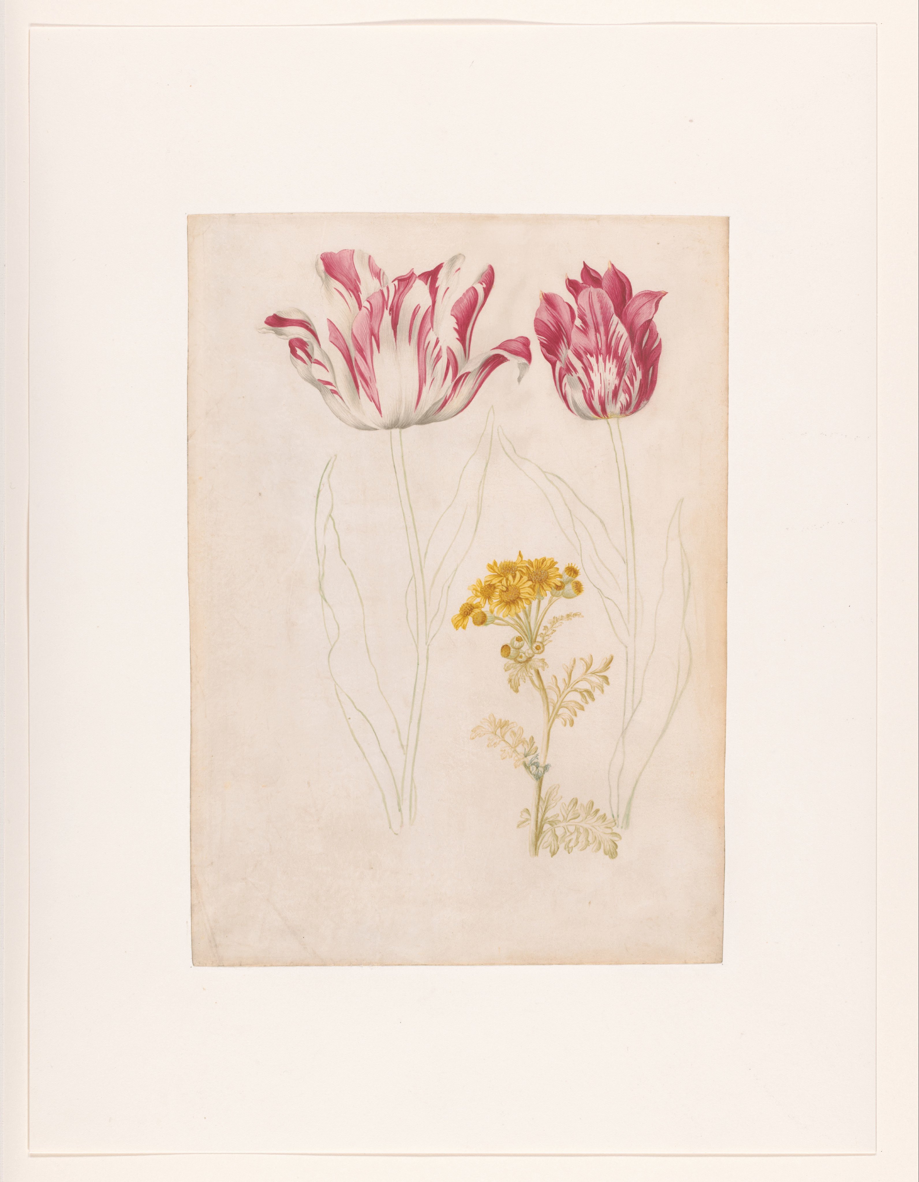 Twee tulpen en een takje met gele bloemen