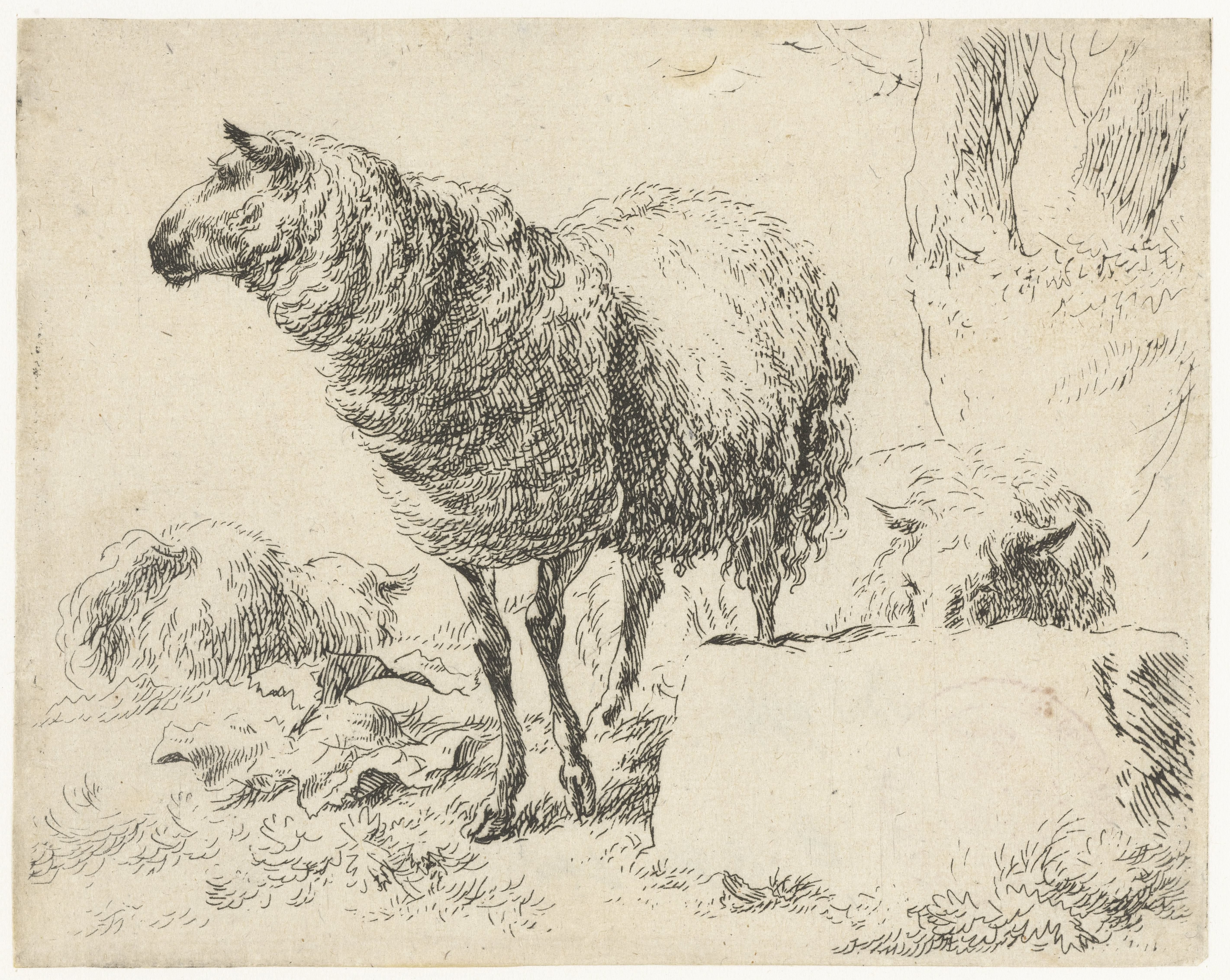 Drie schapen