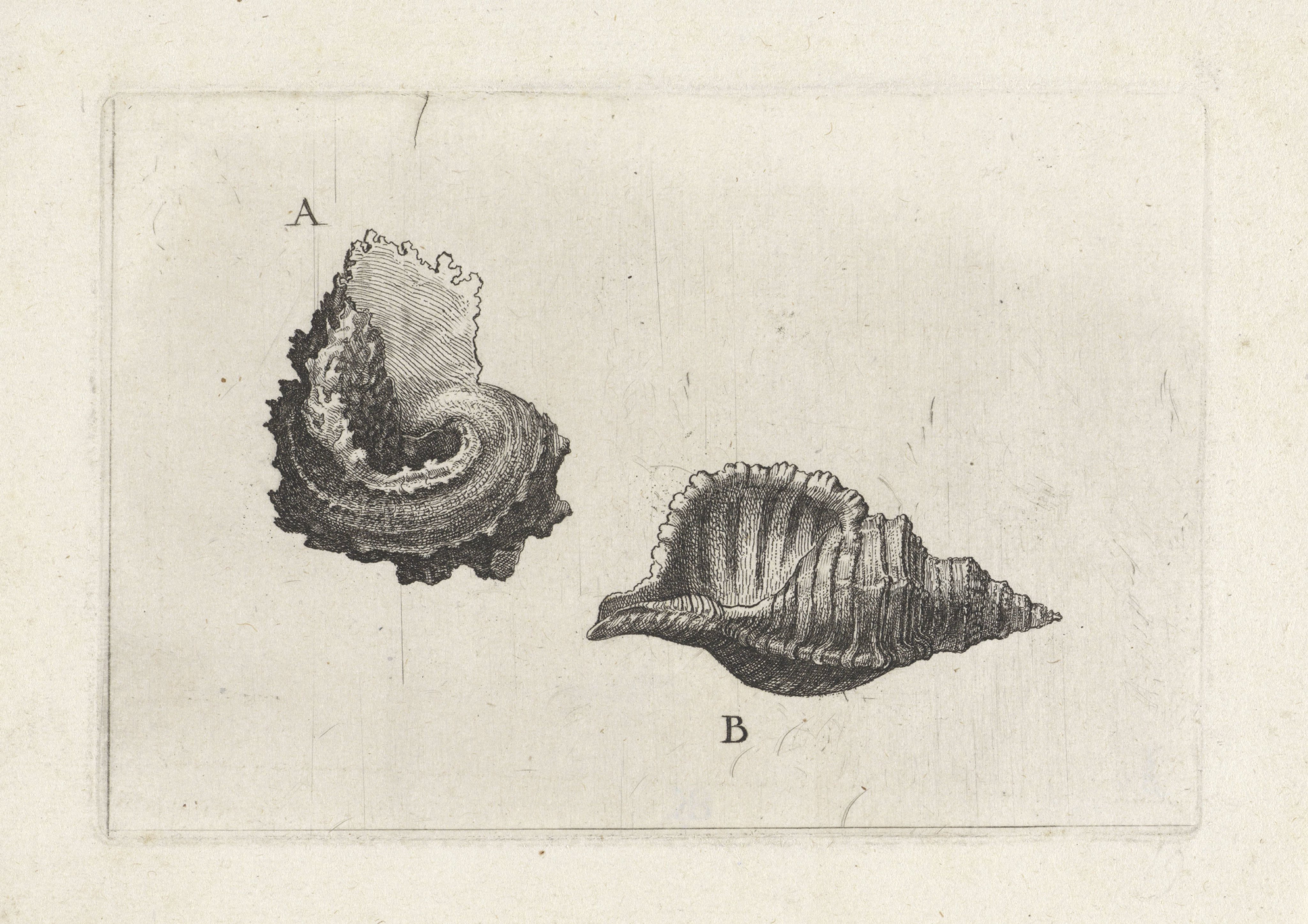 Schelpen, angaria delphinus (A) en cymatium pileare (B)