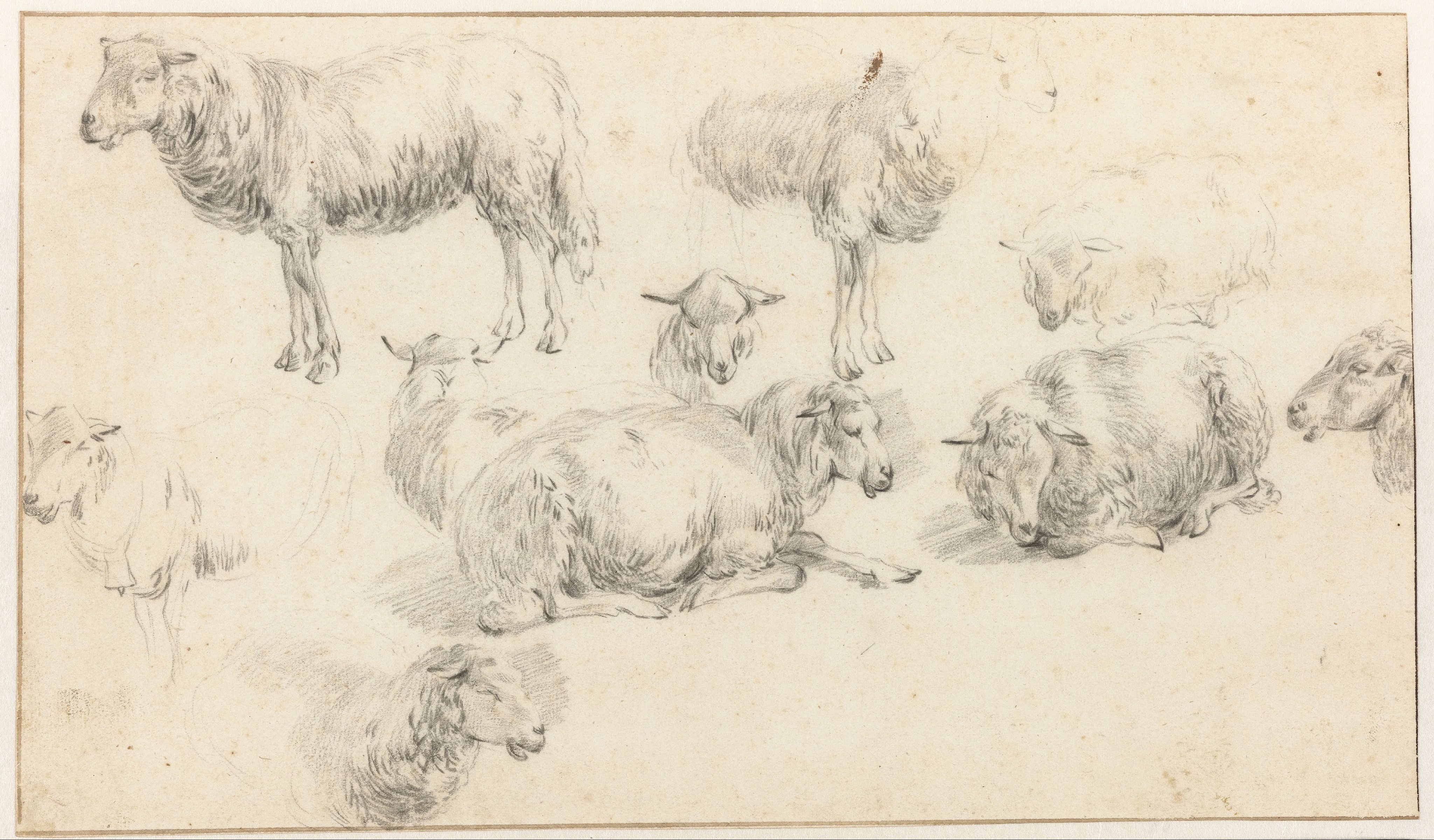 Studieblad met staande en liggende schapen