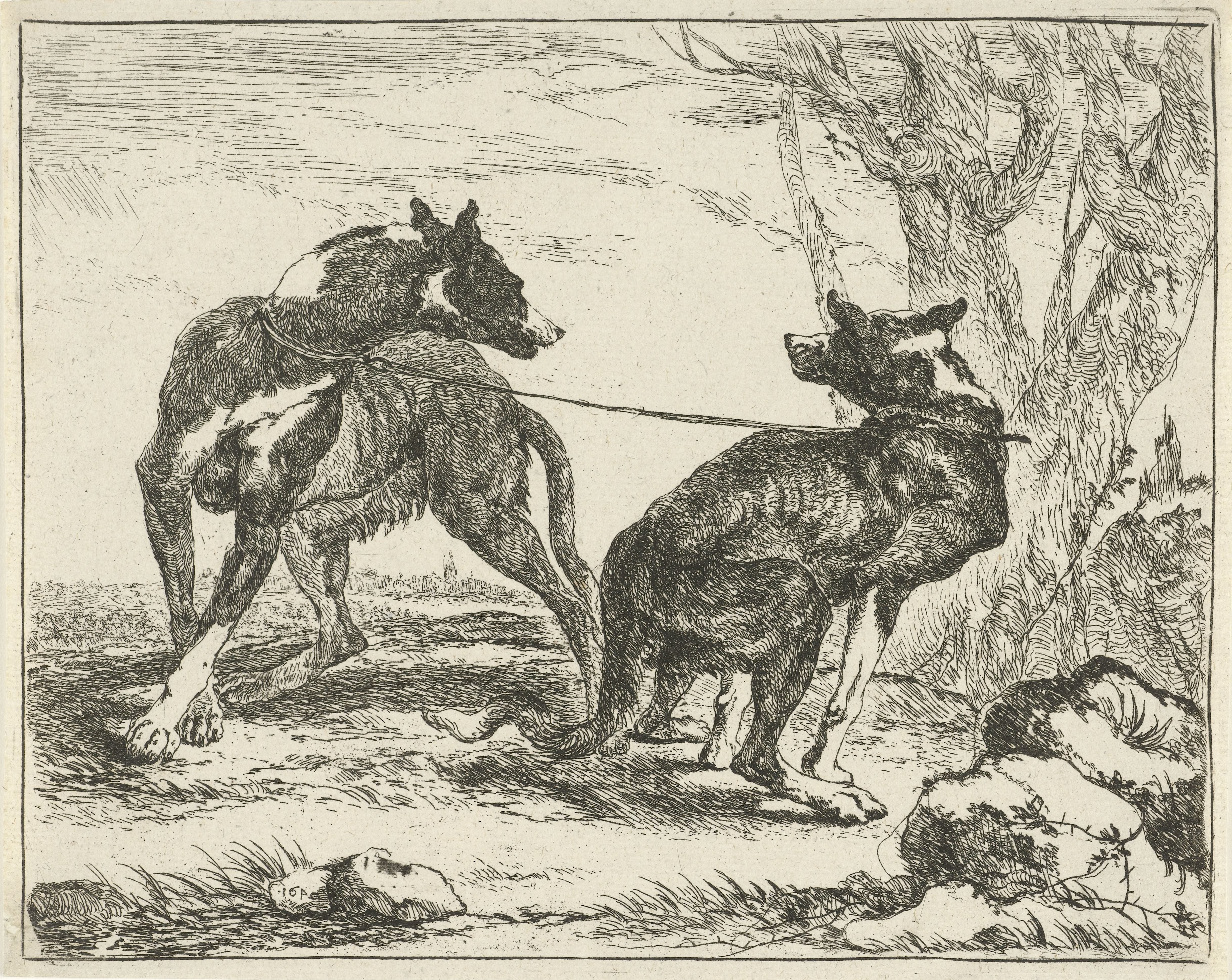 Twee honden