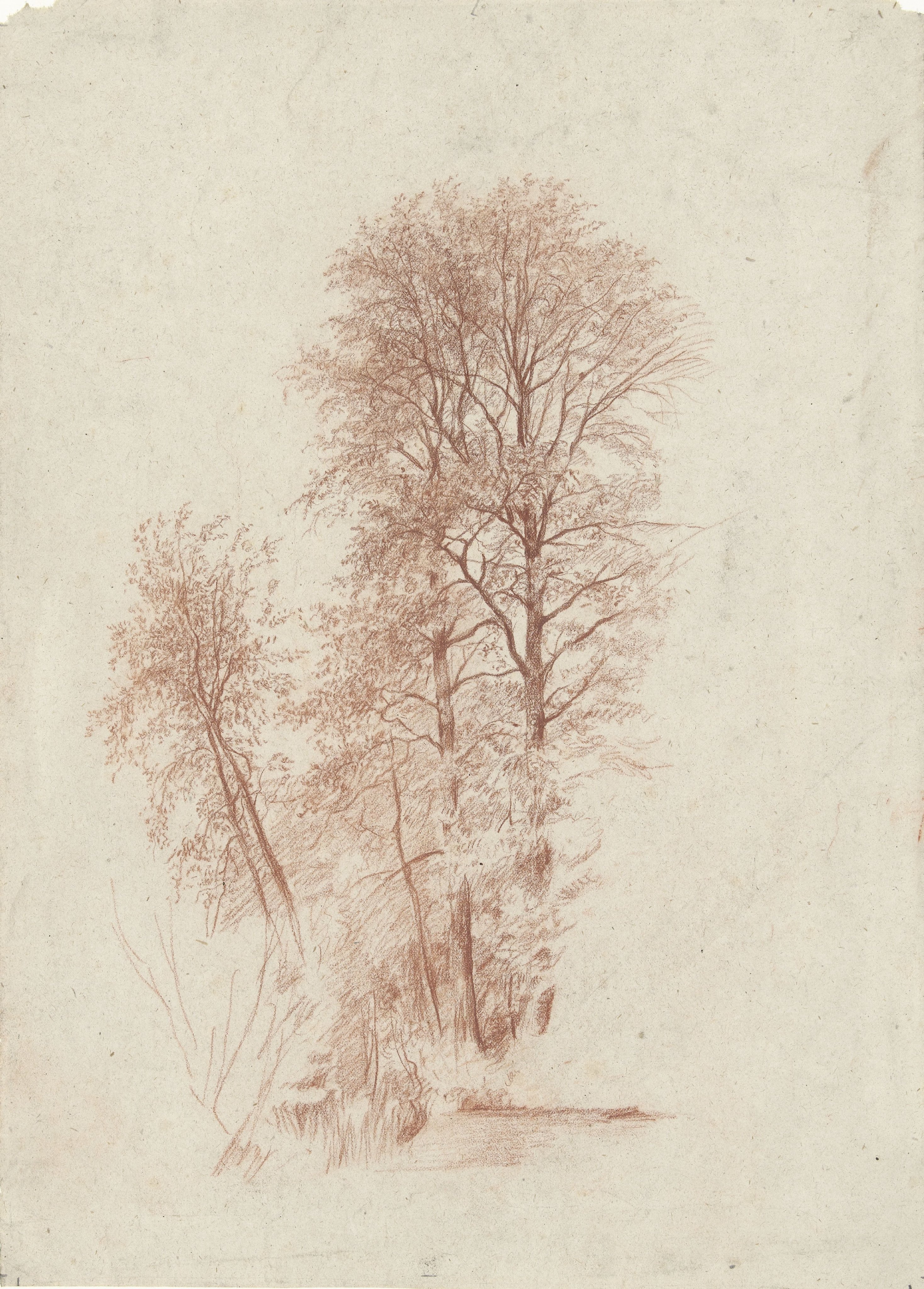Studie van twee slanke en enige kleinere bomen in blad