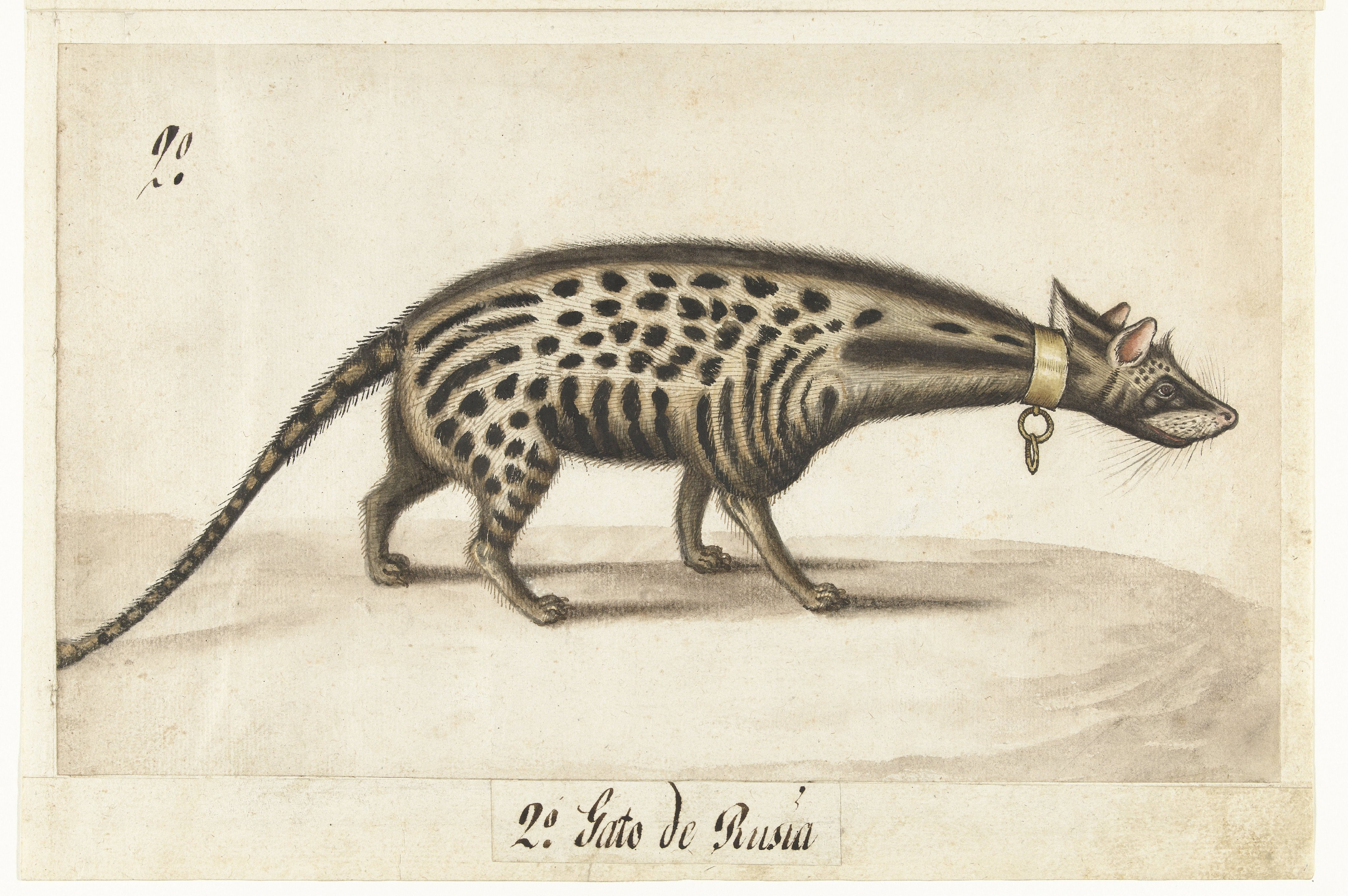 Album Sheet with a Civet