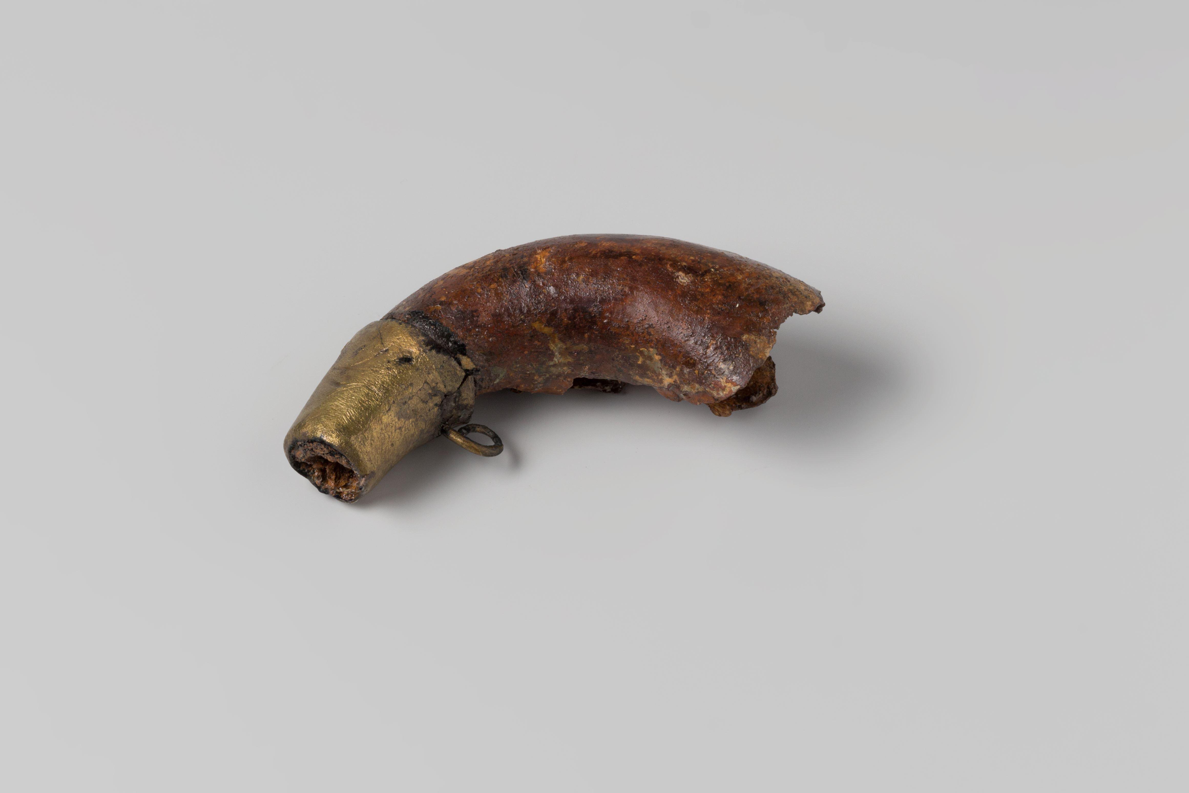 Fragment of a powderhorn  from the wreck of the Dutch East Indiaman Hollandia