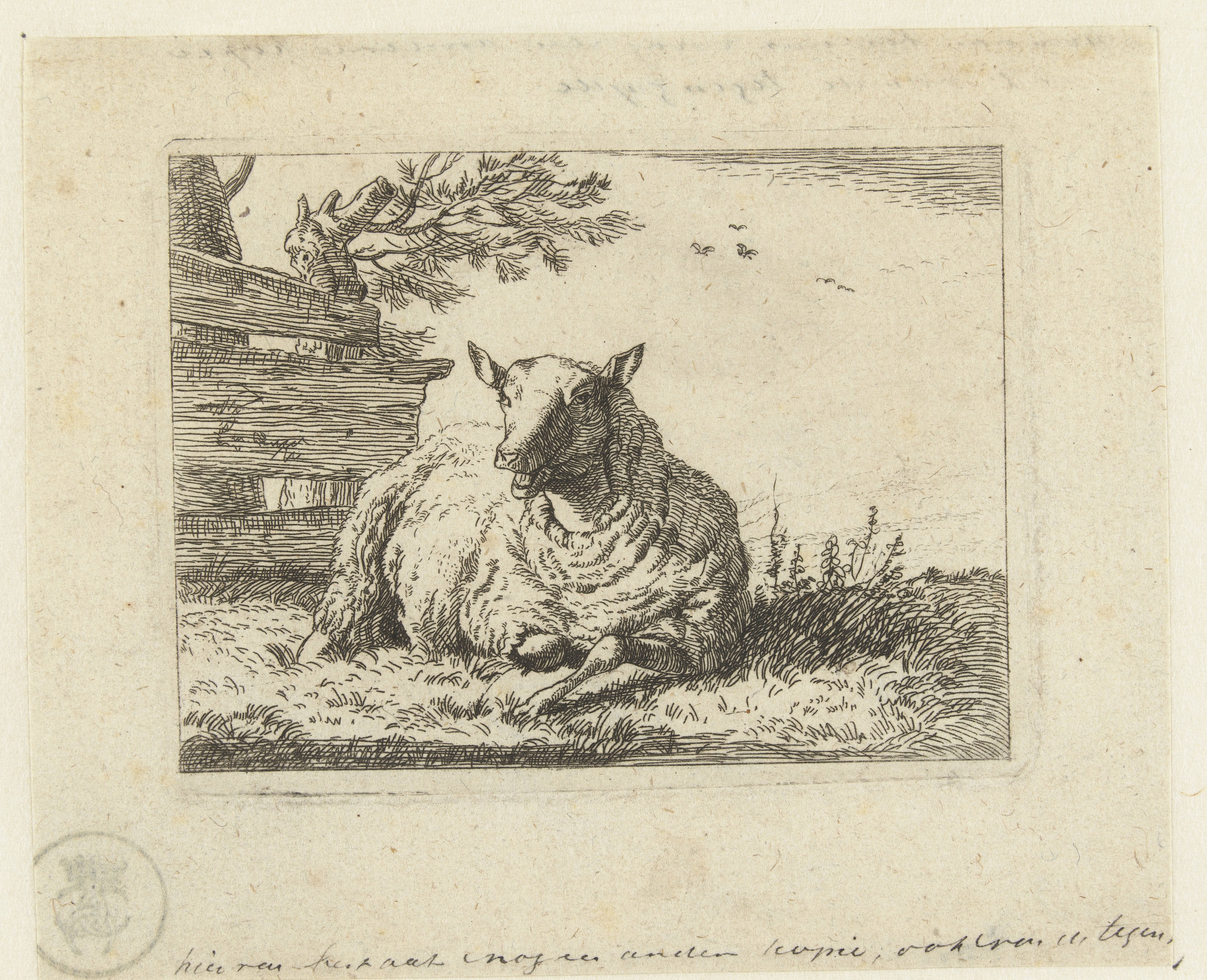 Schaap bij een hek