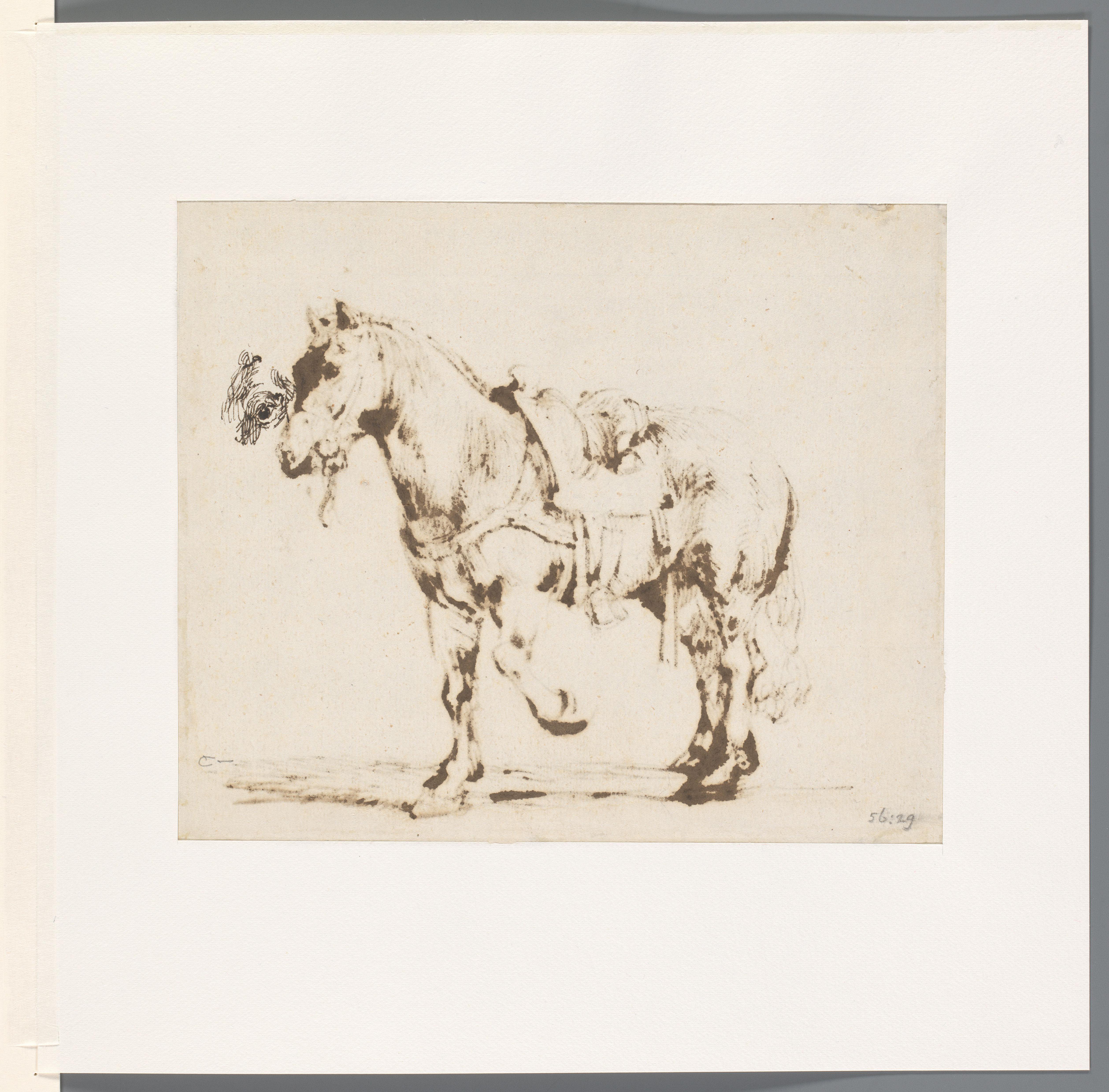 Studie van paardenoog