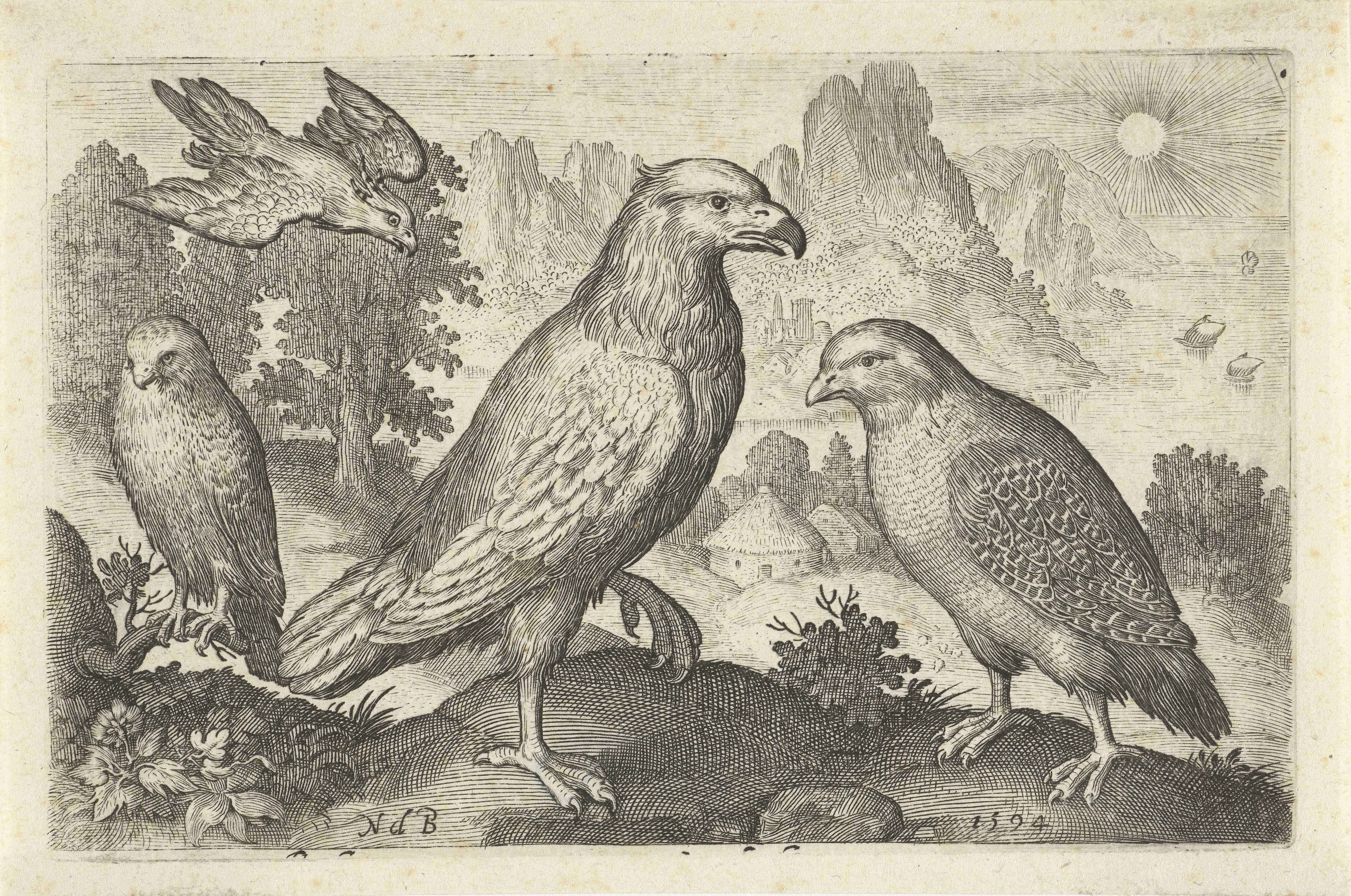 Arend en andere roofvogels