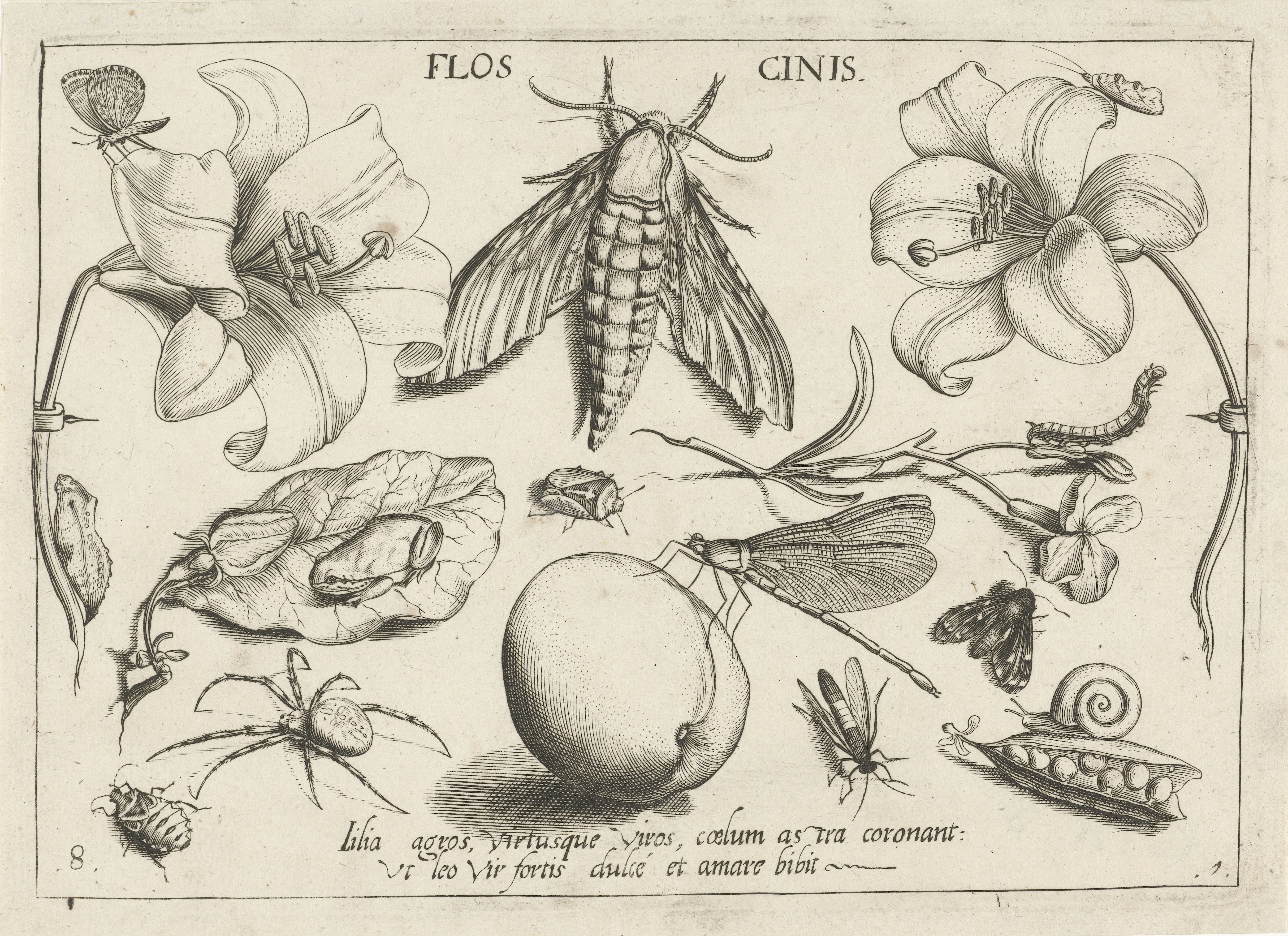 Dieren, planten en vruchten rond een mot