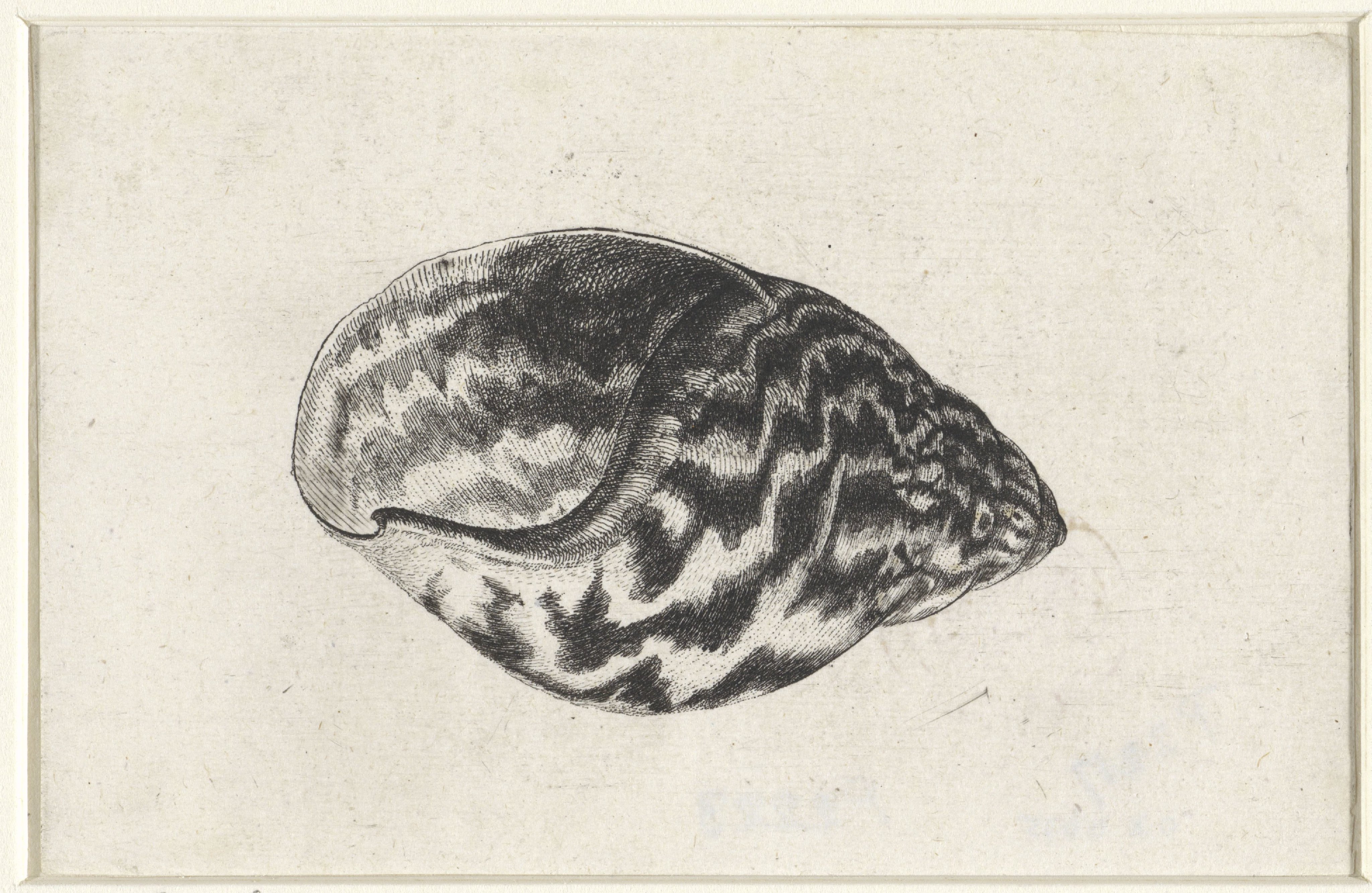 Schelp, achatina achatina