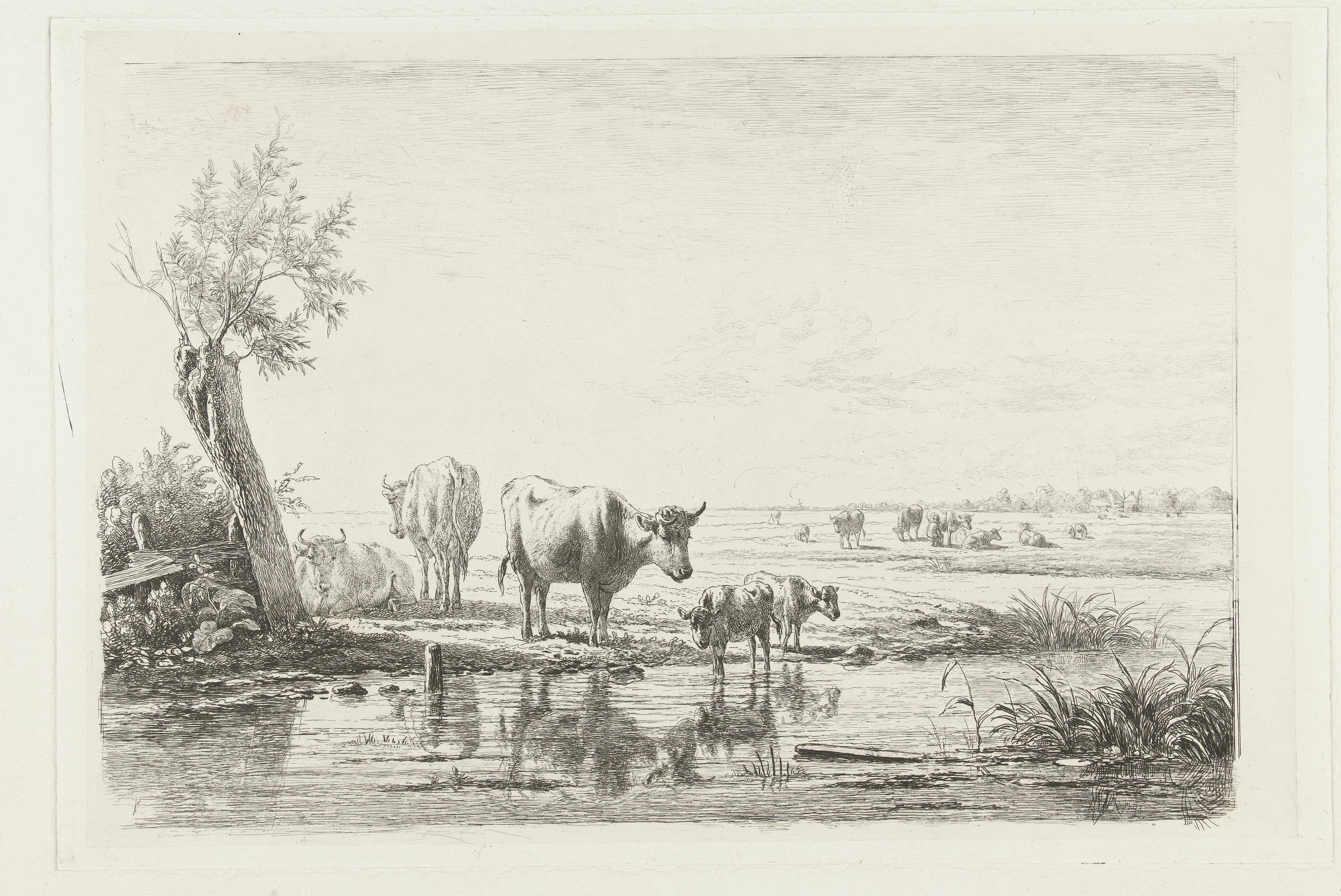 Weidelandschap met koeien bij water