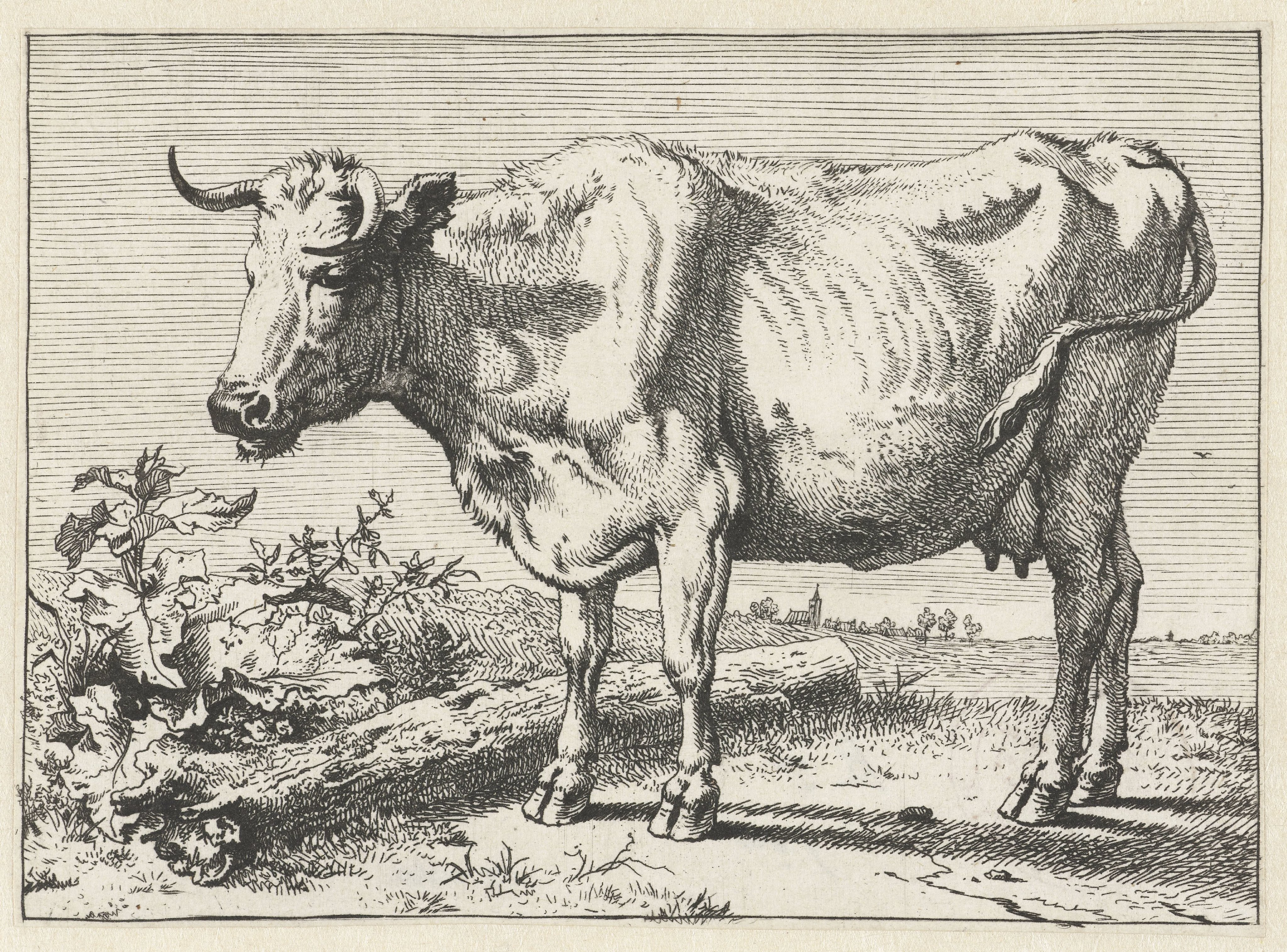 Koe met gedraaide hoorn