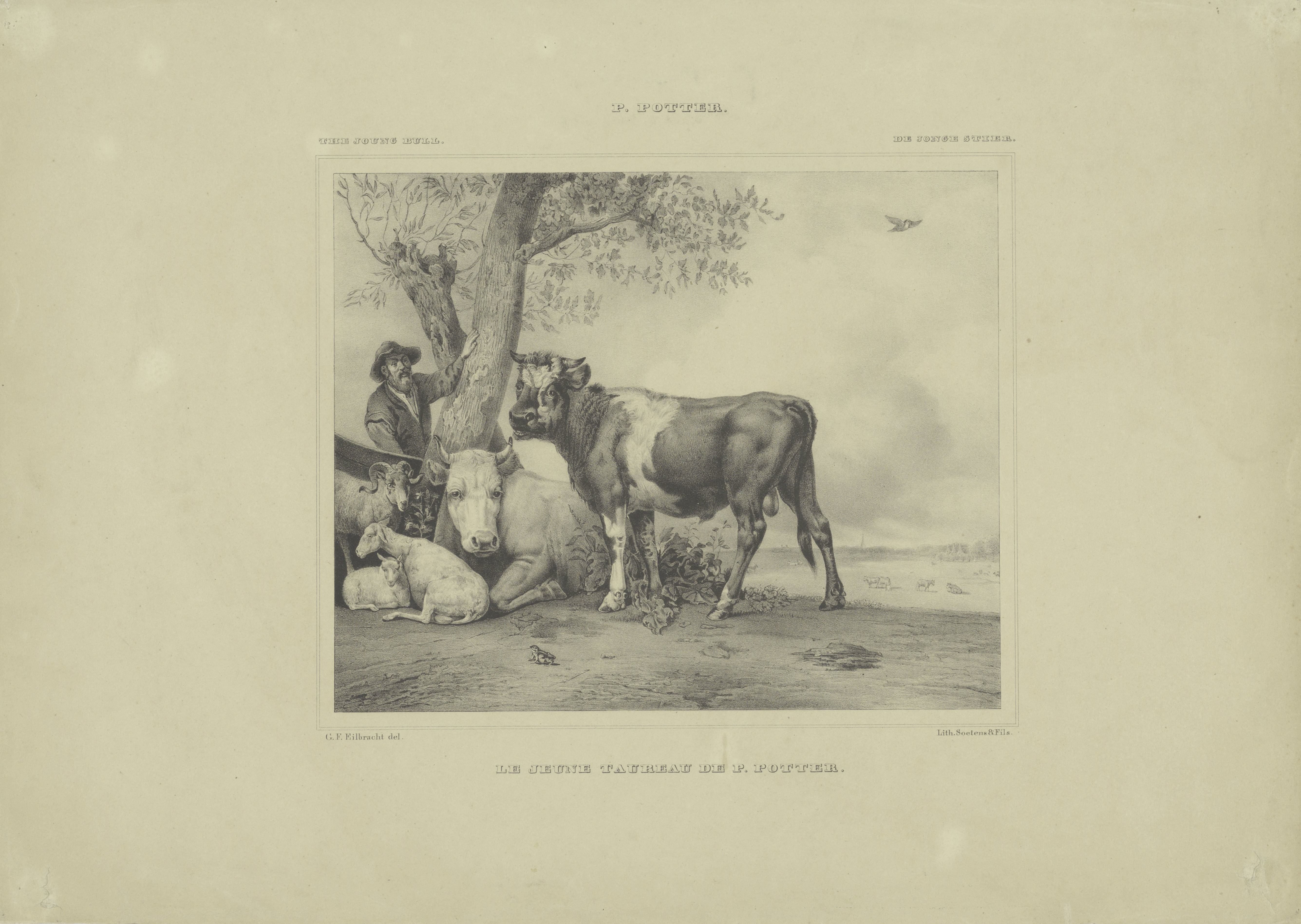 De jonge stier
