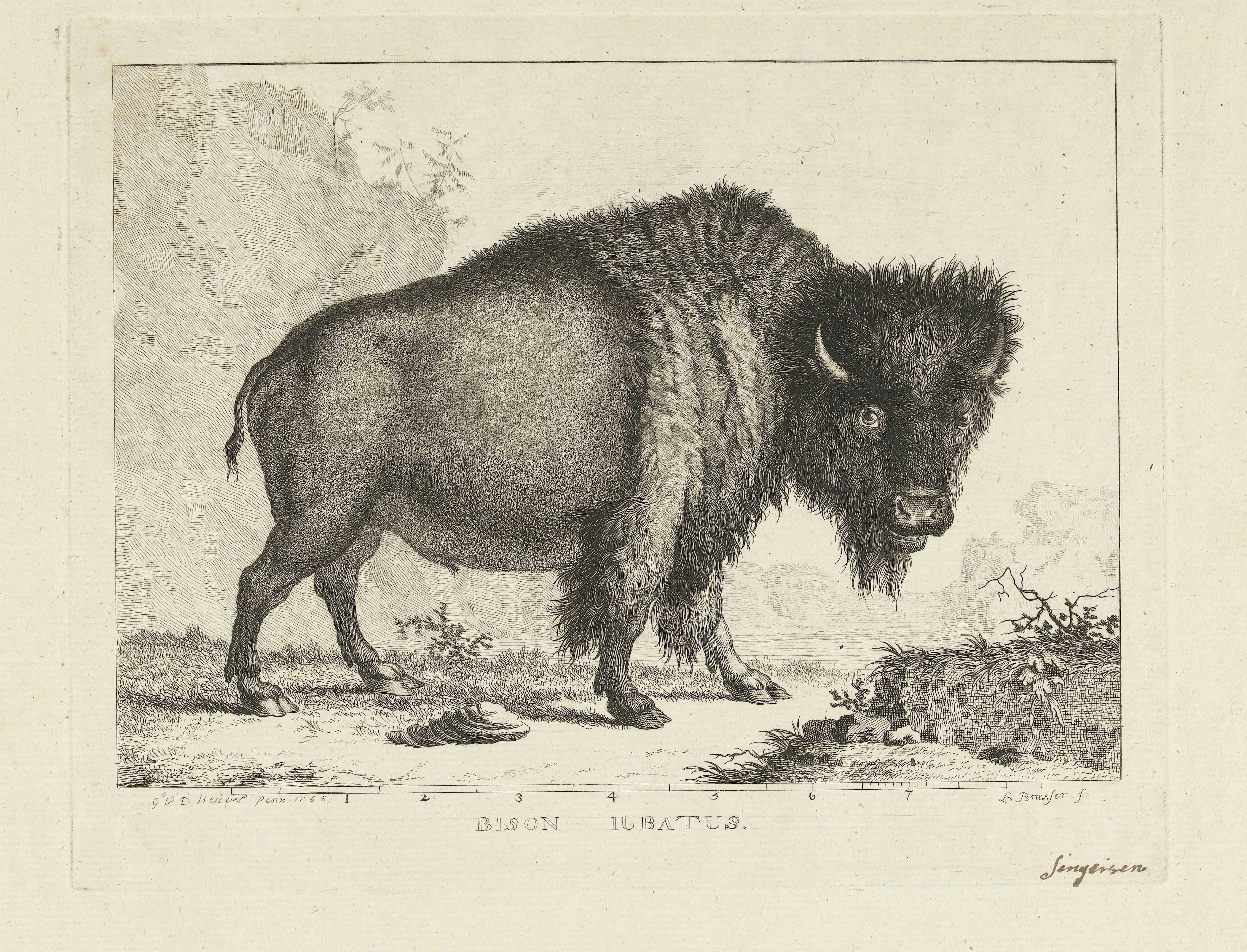 Bizon