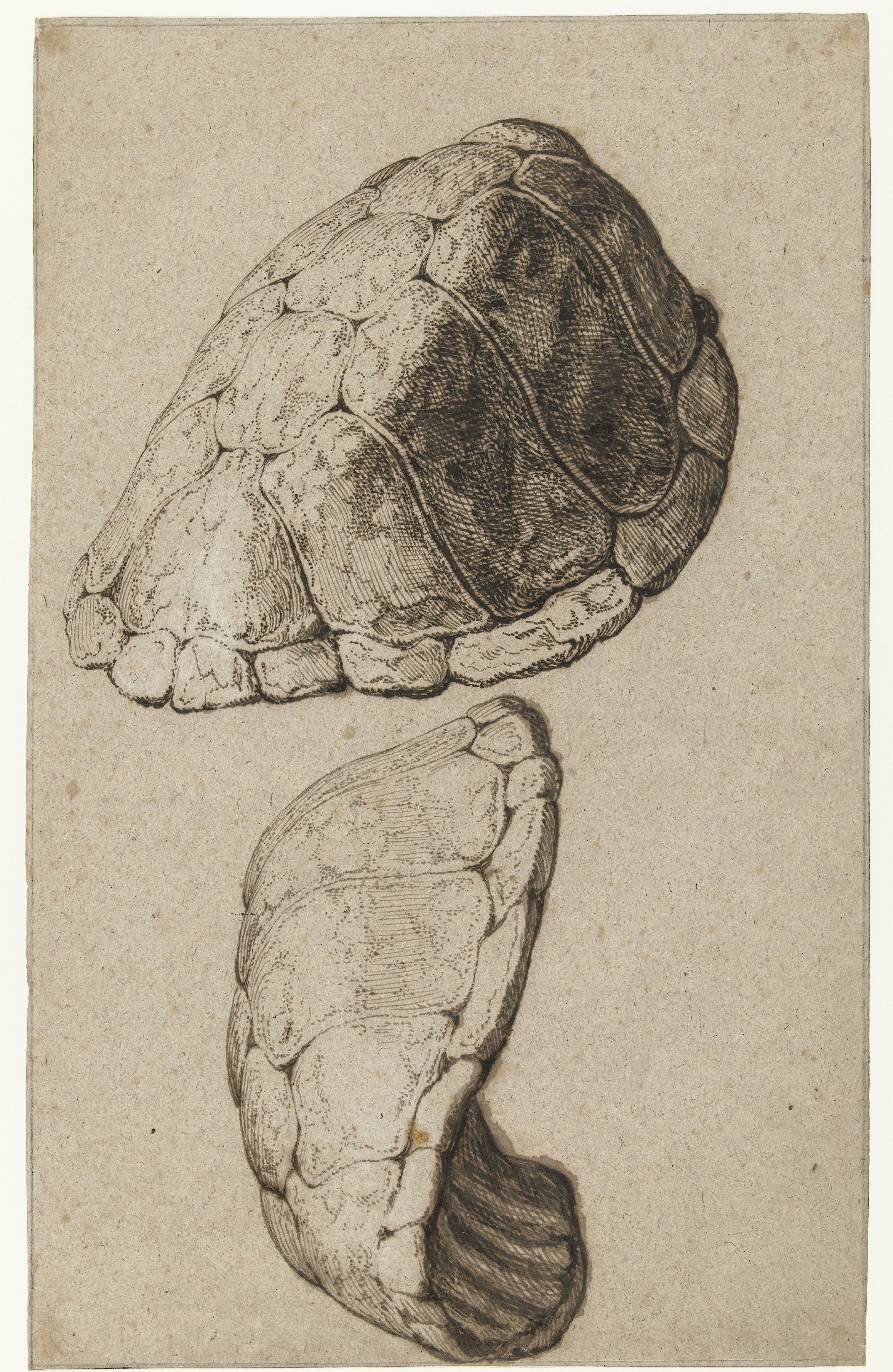 Studie van het rugschild van een schildpad