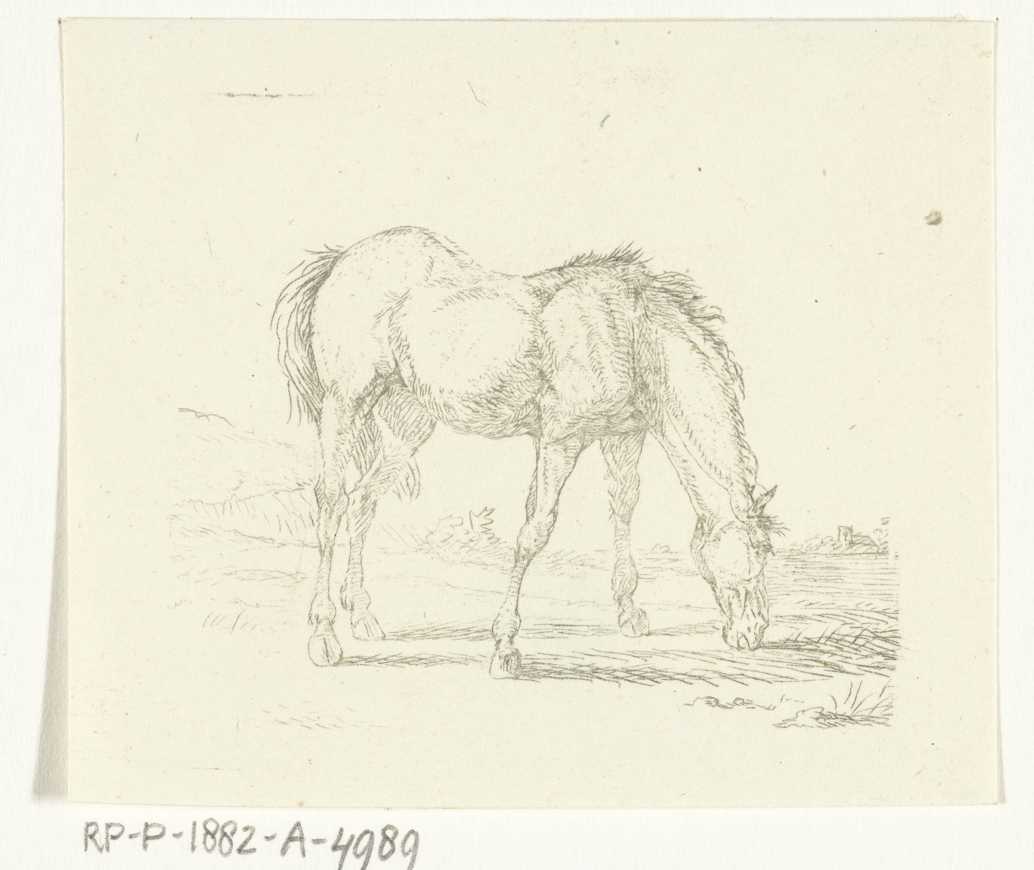 Grazend paard naar rechts
