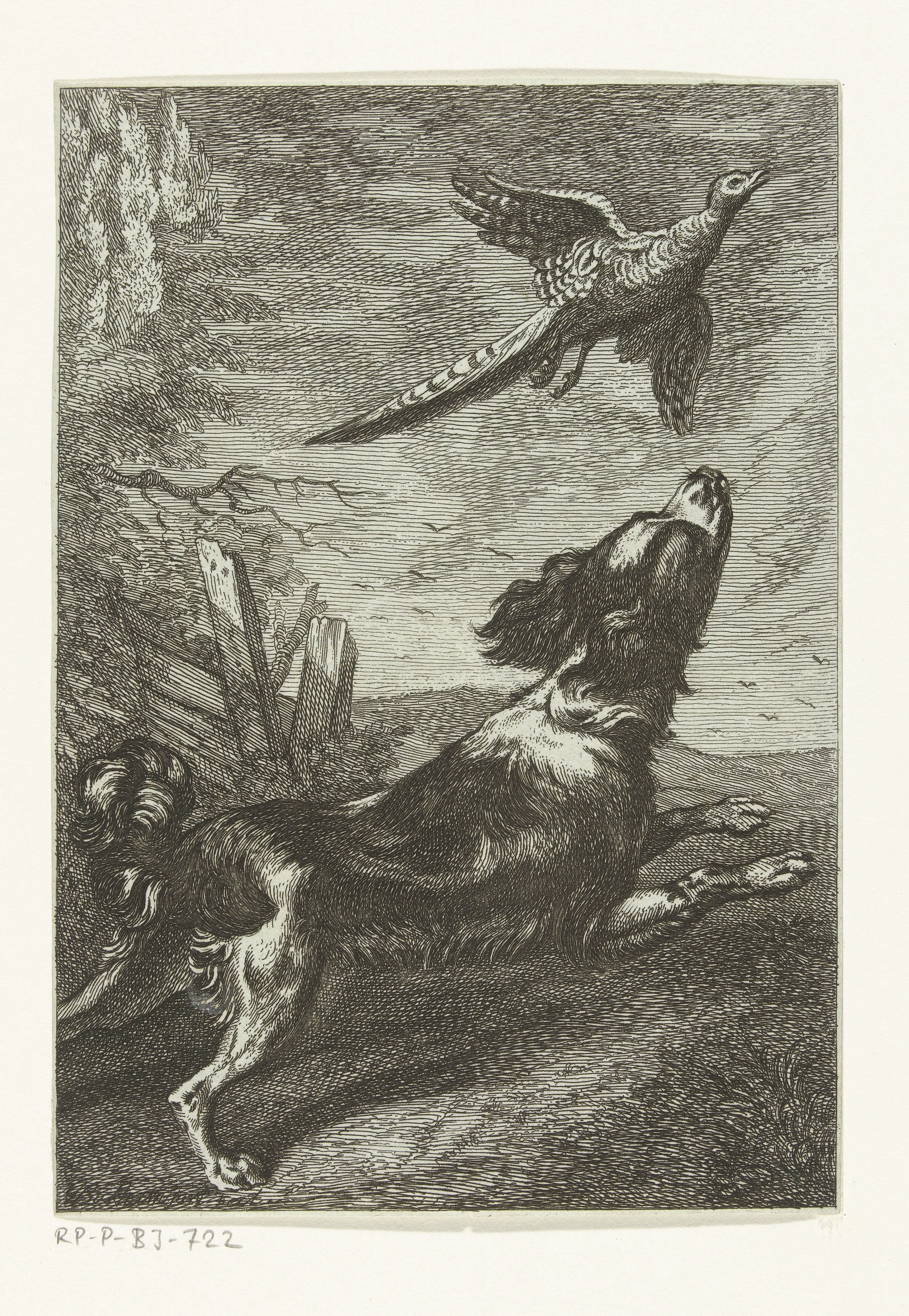 Een hond jaagt een vogel