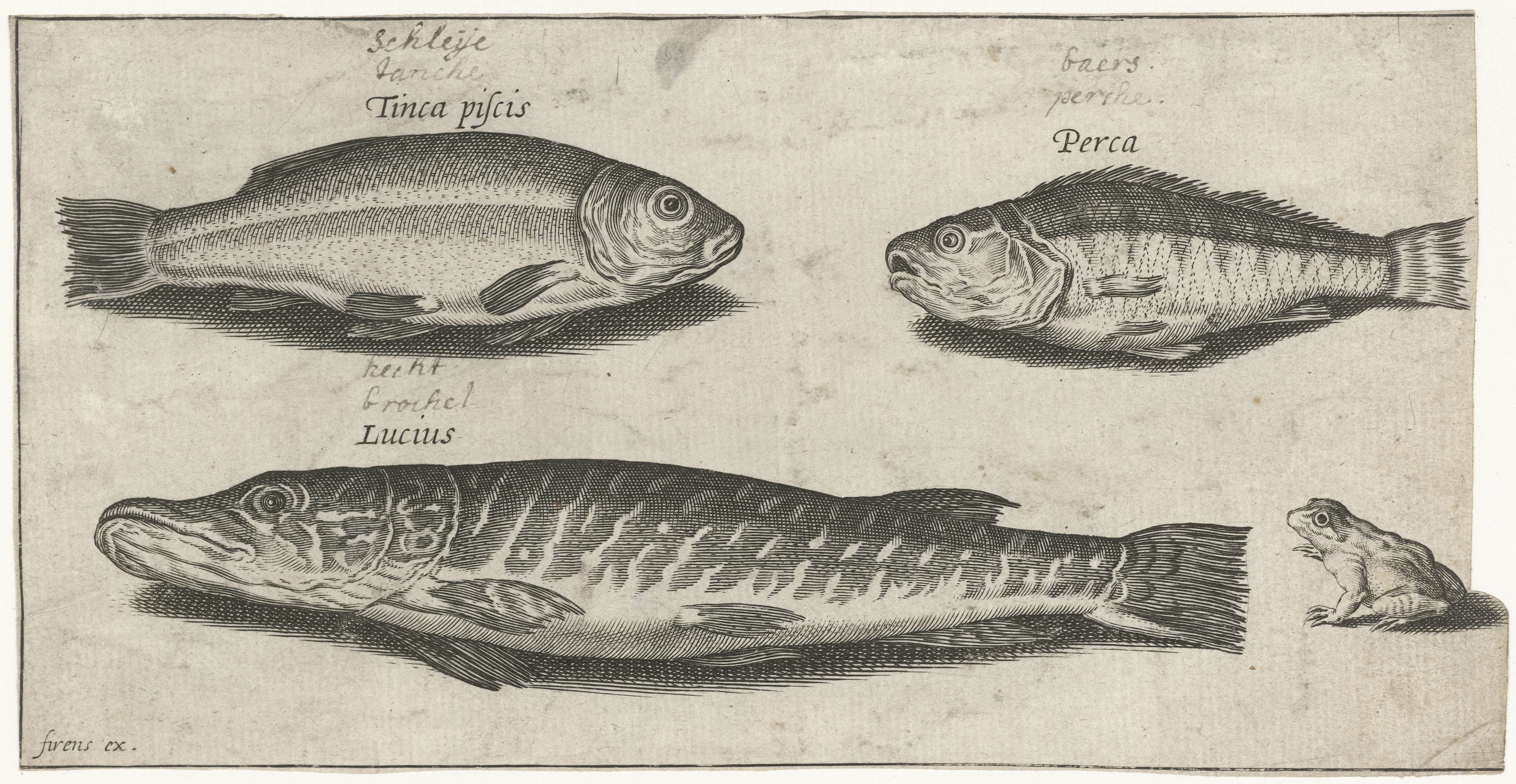 Snoek, baars, zeelt en een kikker