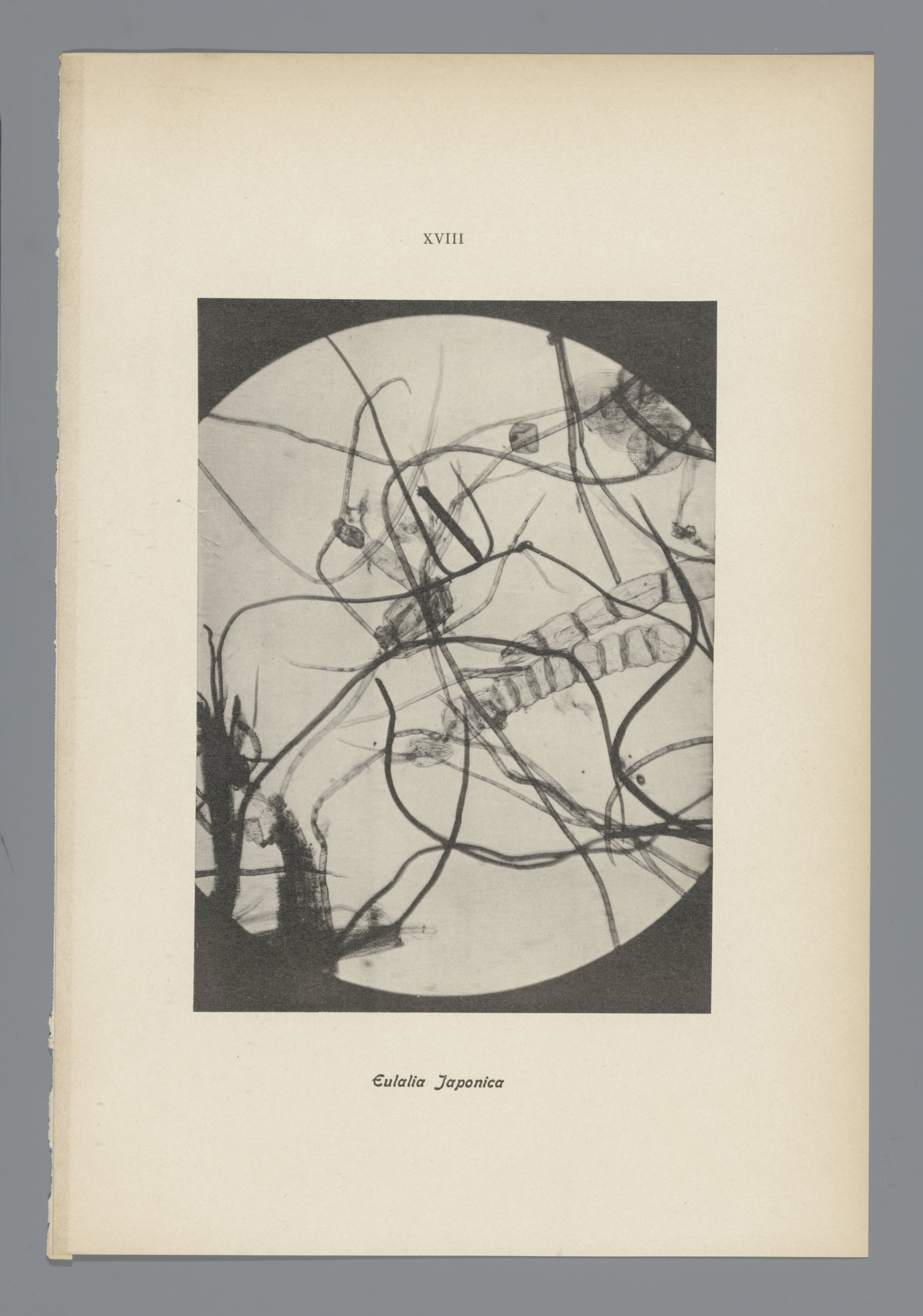Microfoto’s van papiervezels