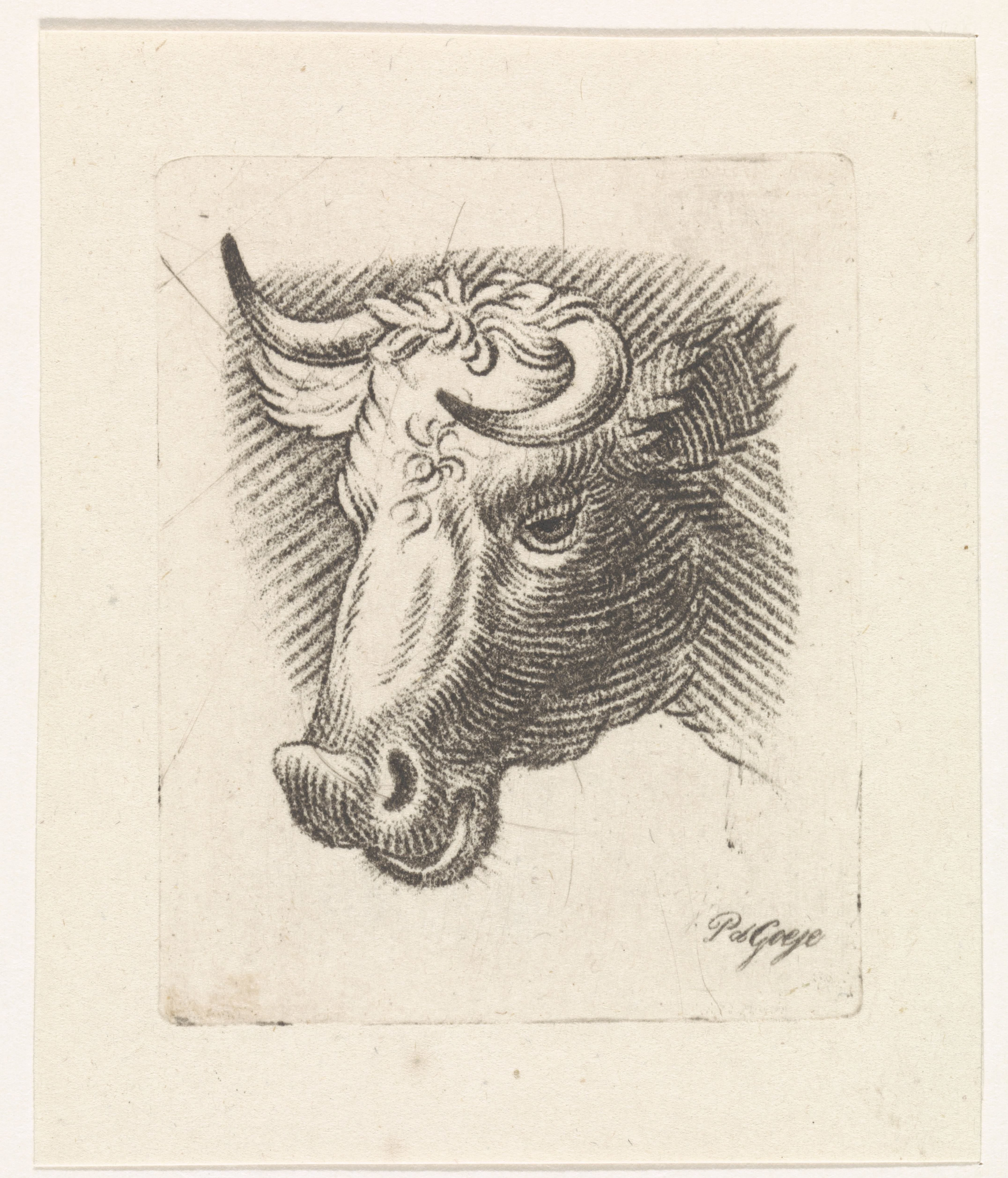 Kop van een stier