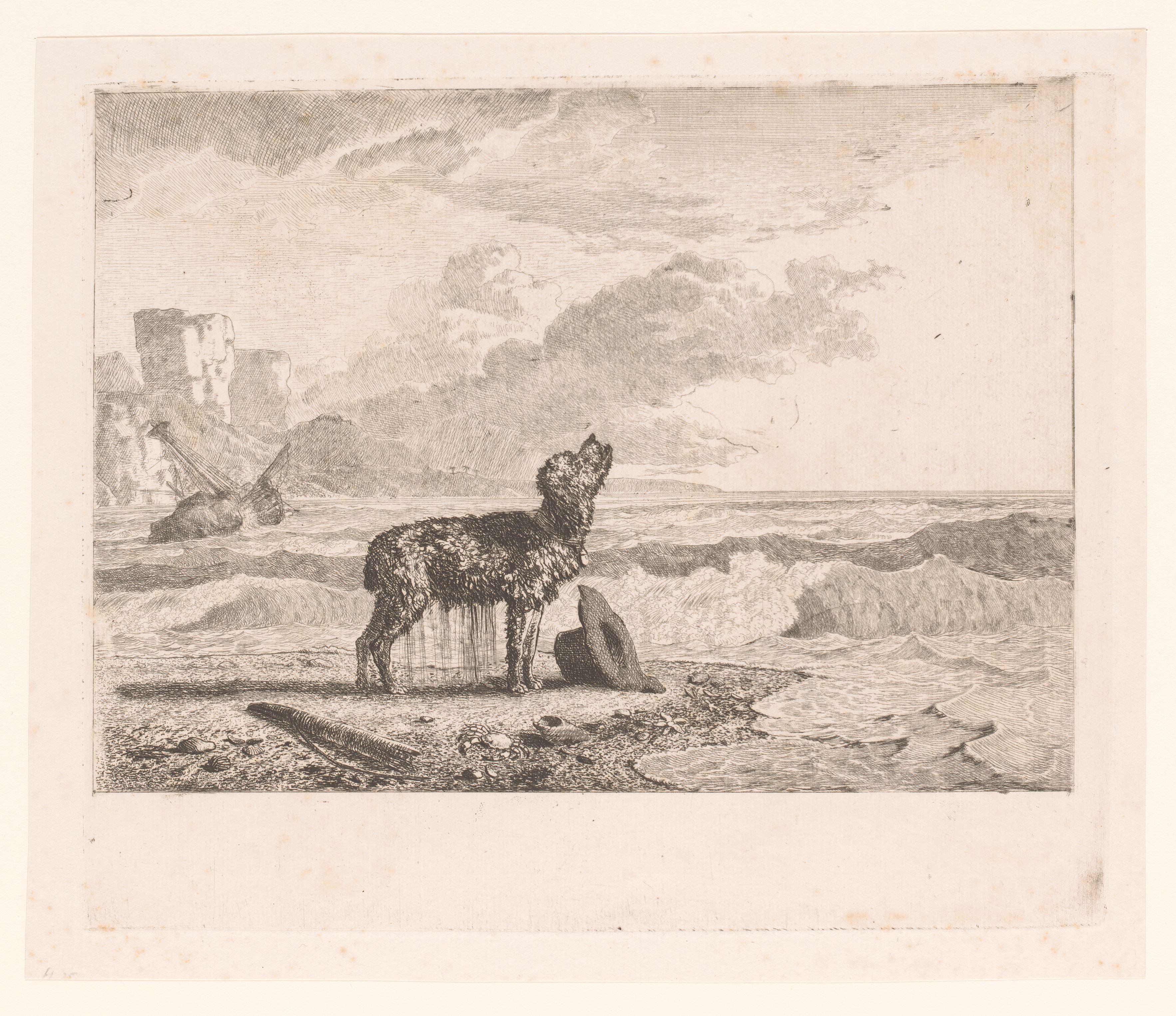 Hond aangespoeld op het strand na schipbreuk