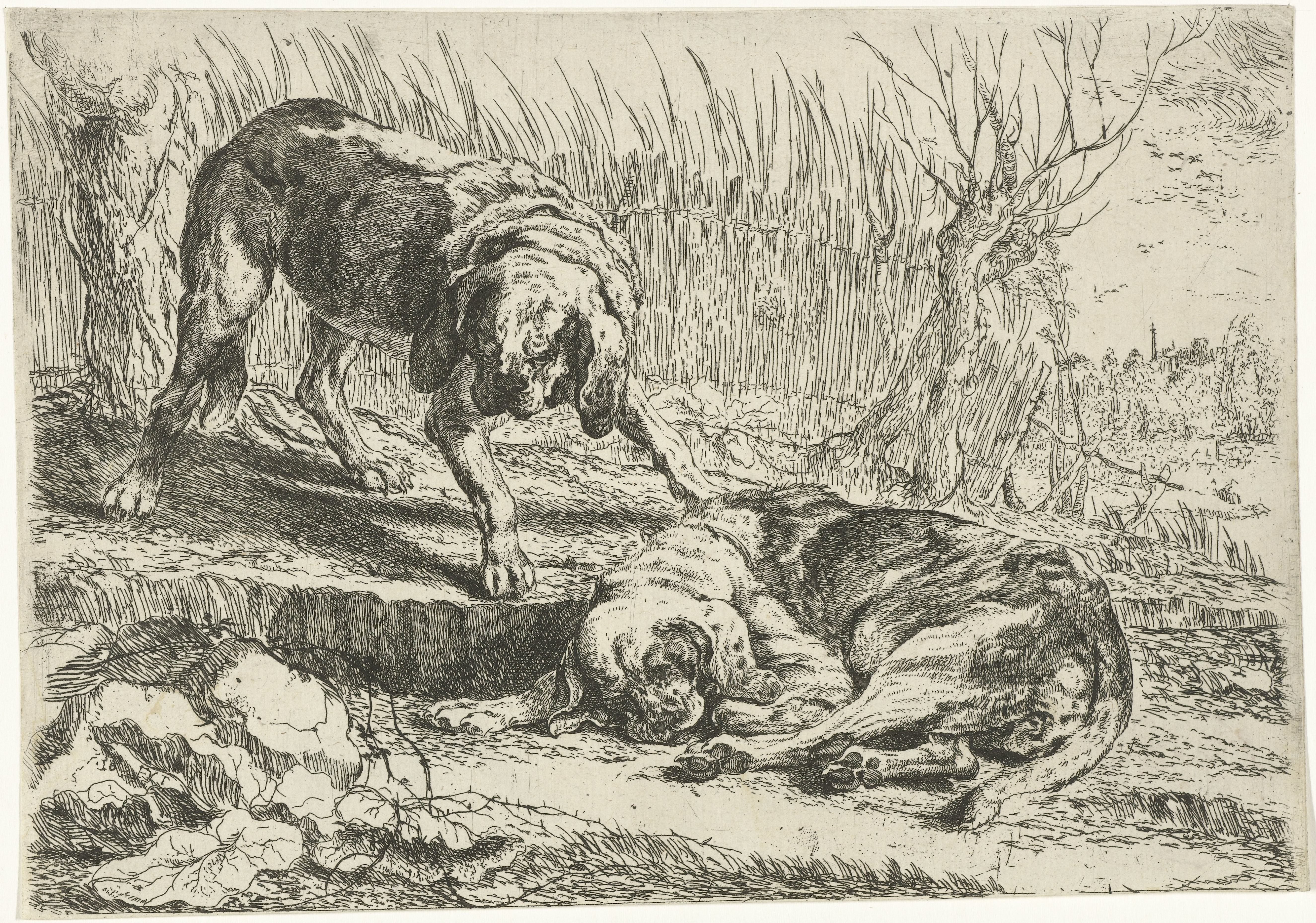Twee honden