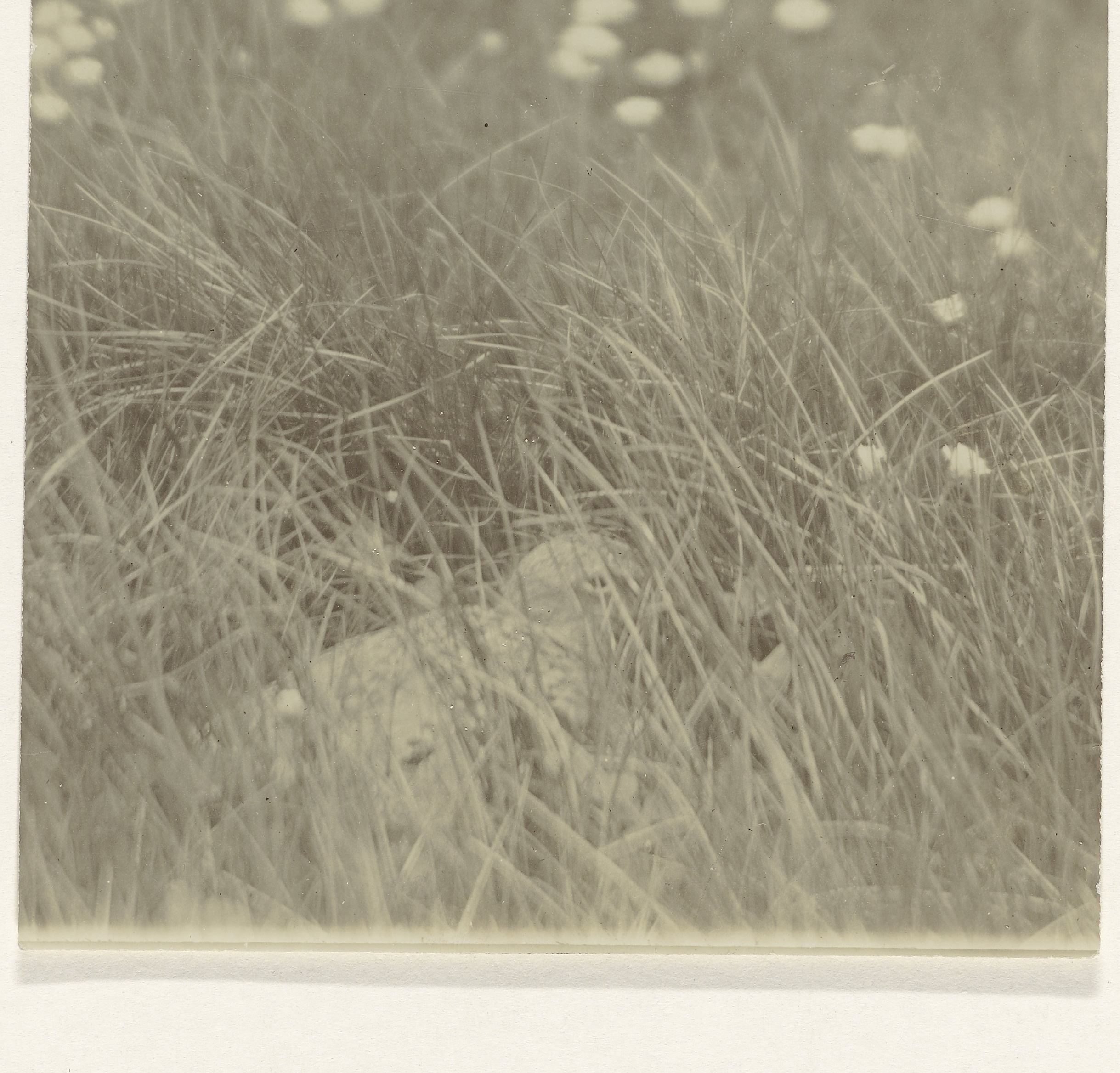 Vogel in veld