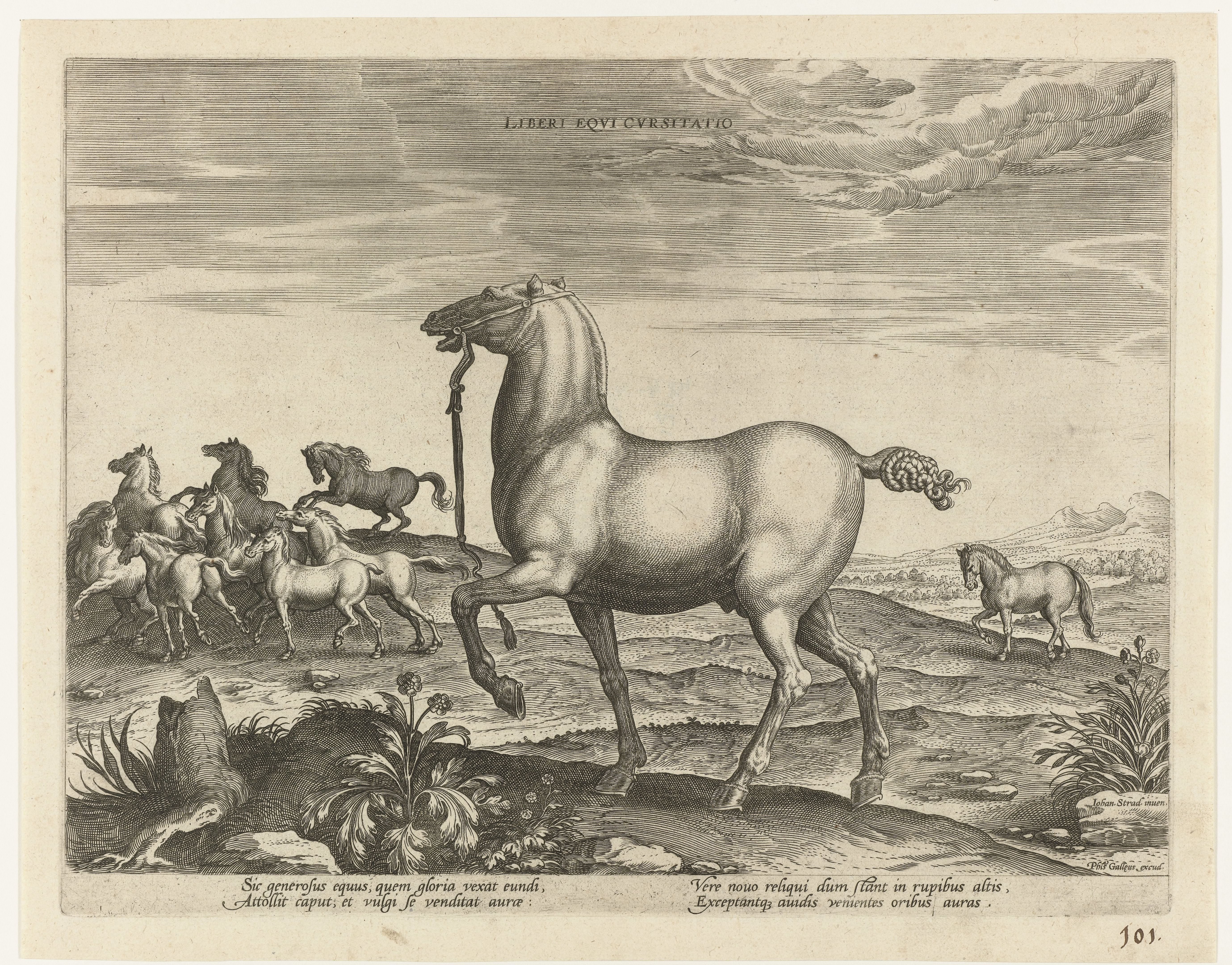 Kudde wilde paarden