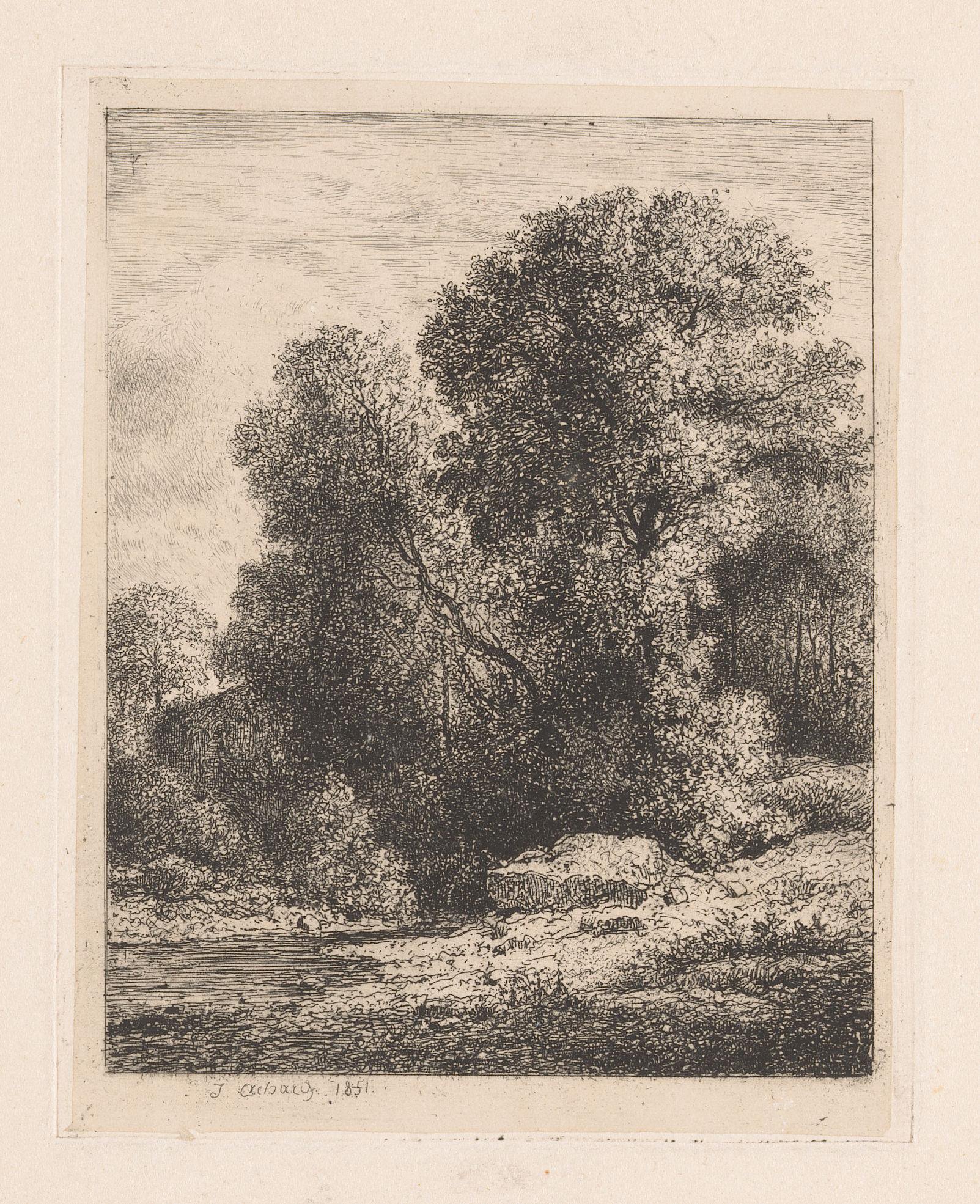 Een beek in het bos