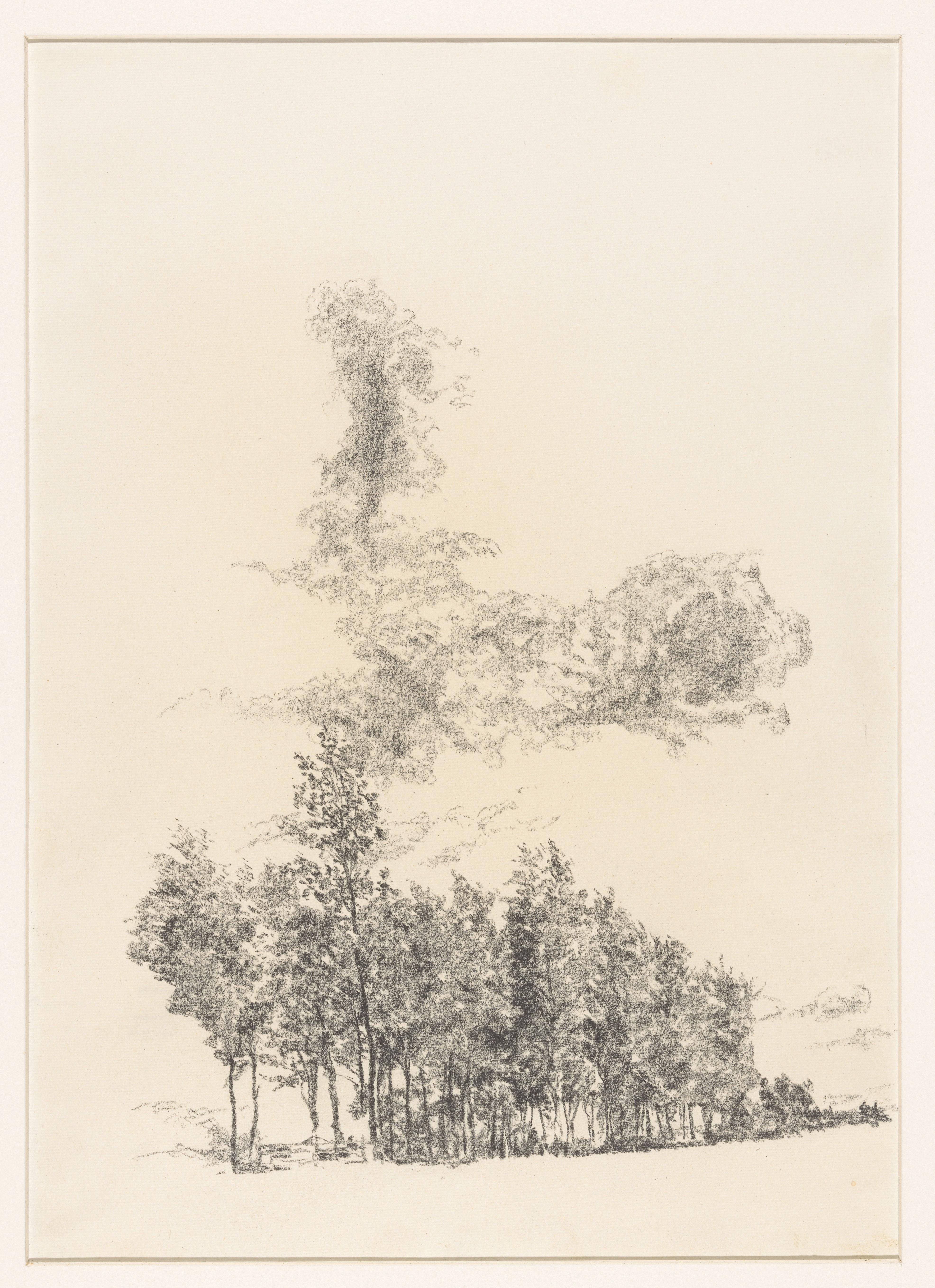 Bomen onder wolken