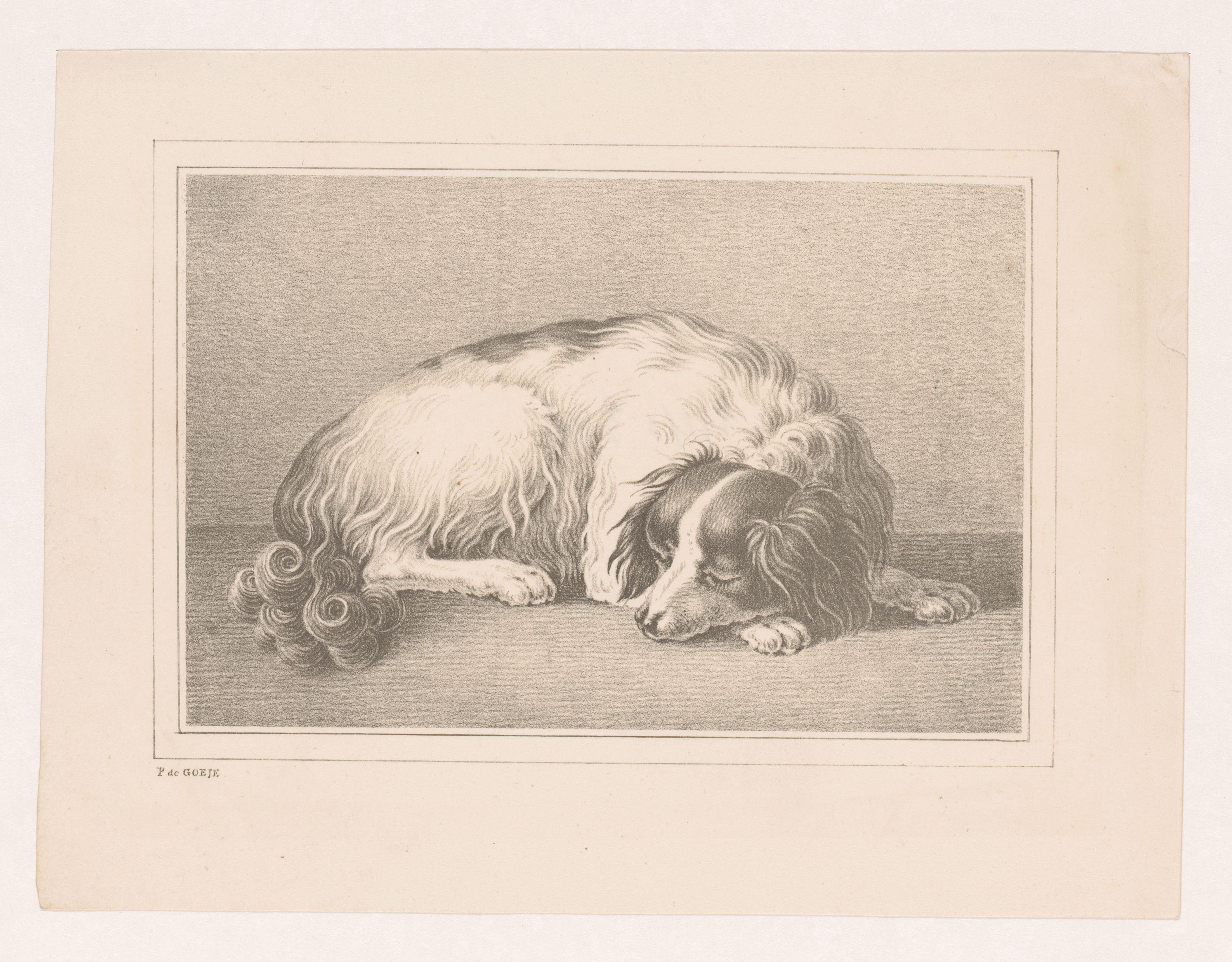 Slapende hond