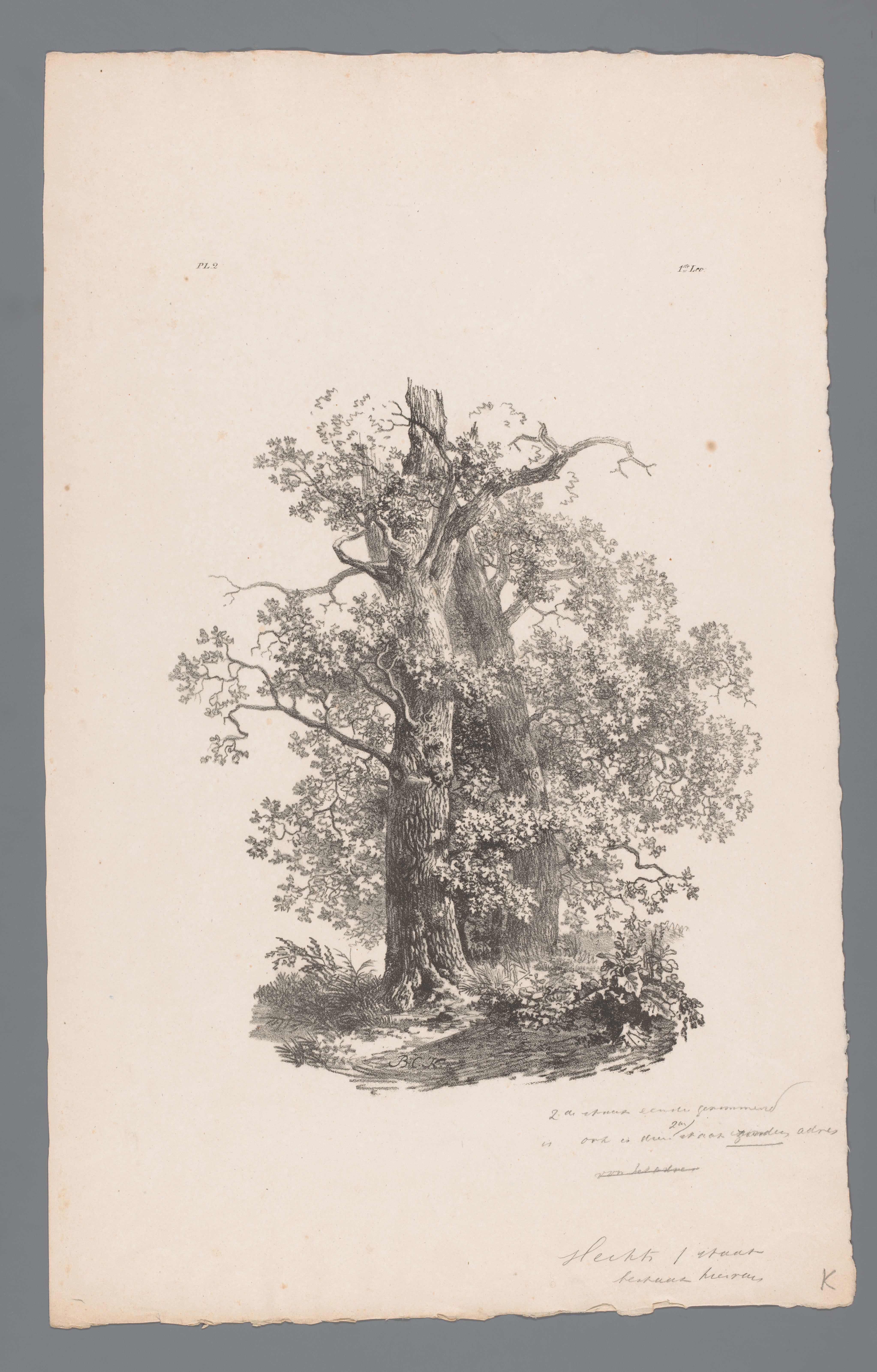 Groep bomen