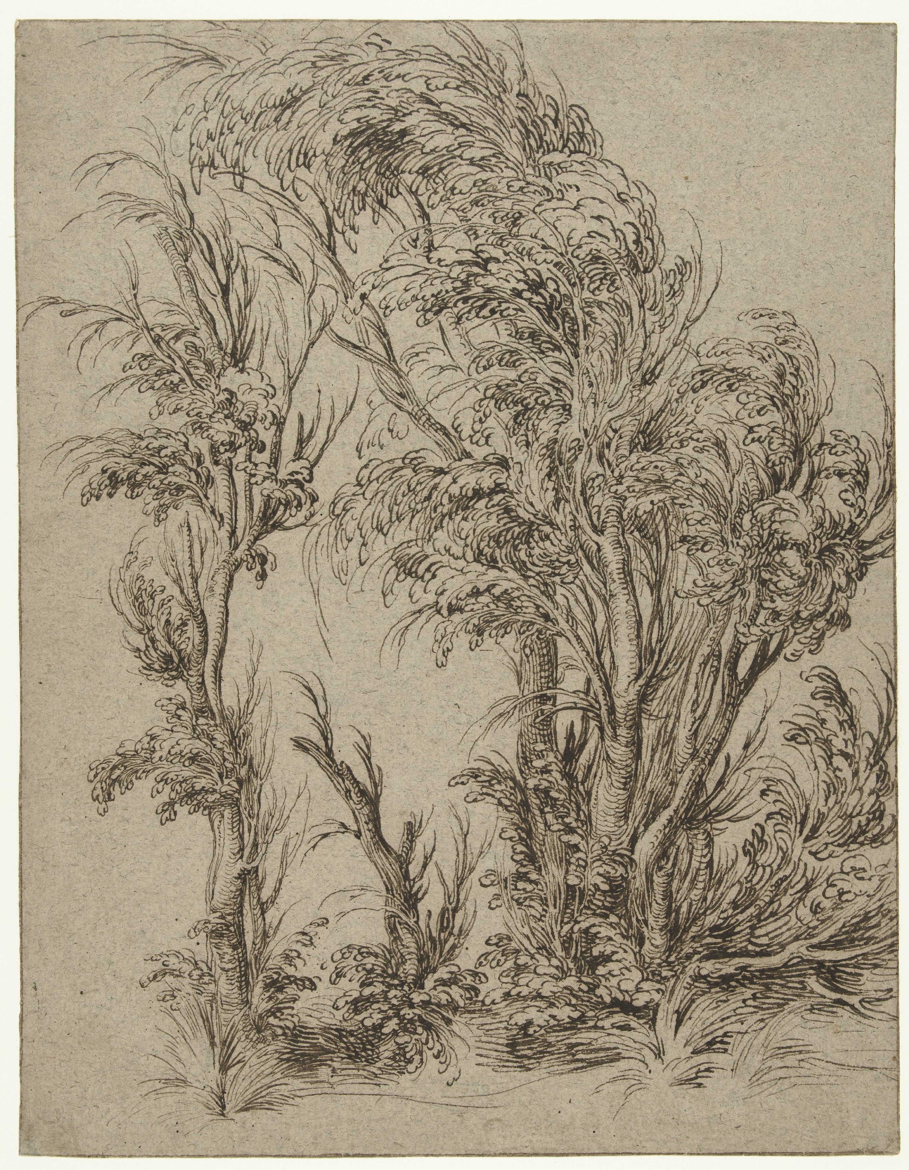 Bomen in de wind