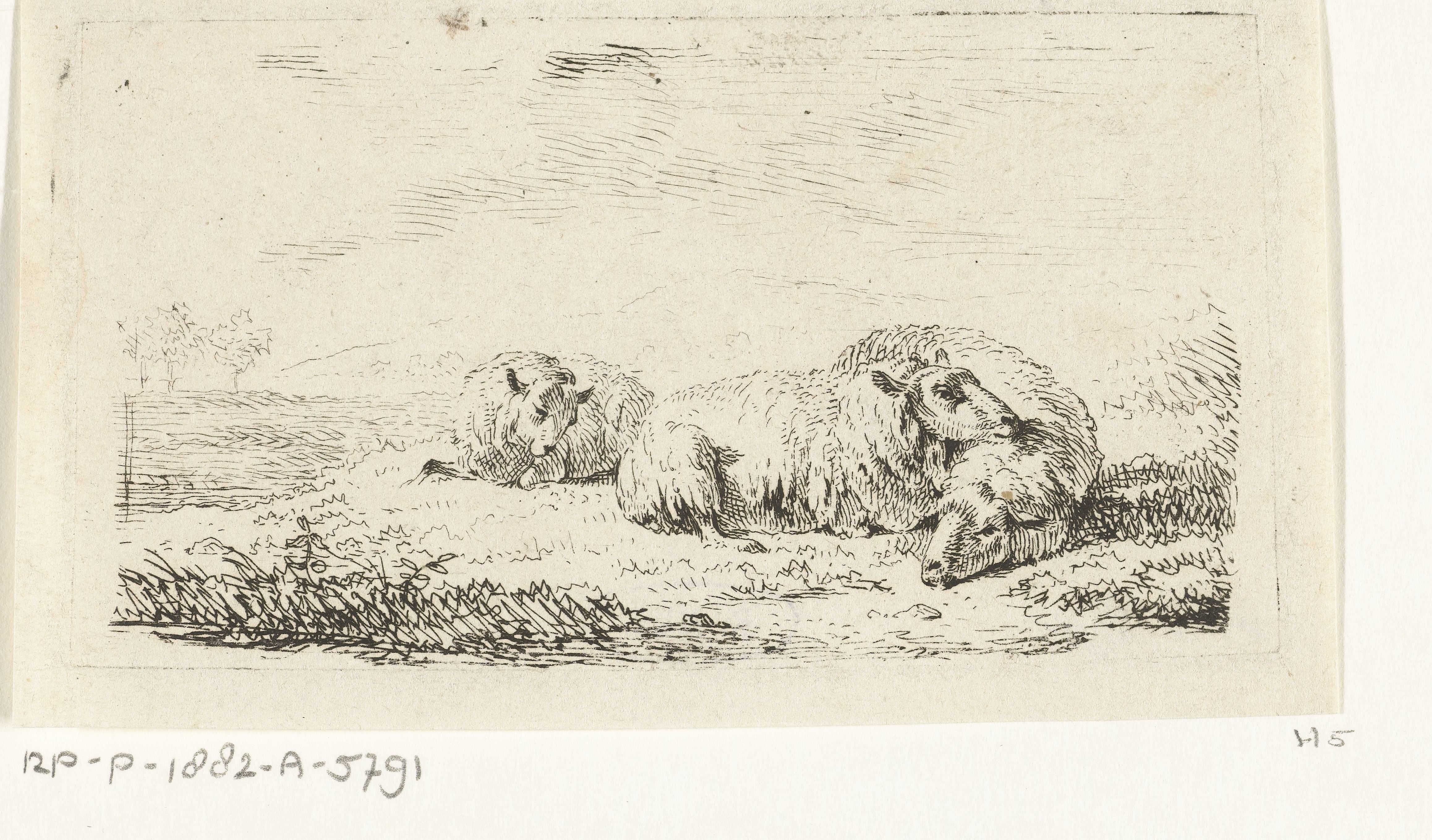 Drie schapen liggend in het gras