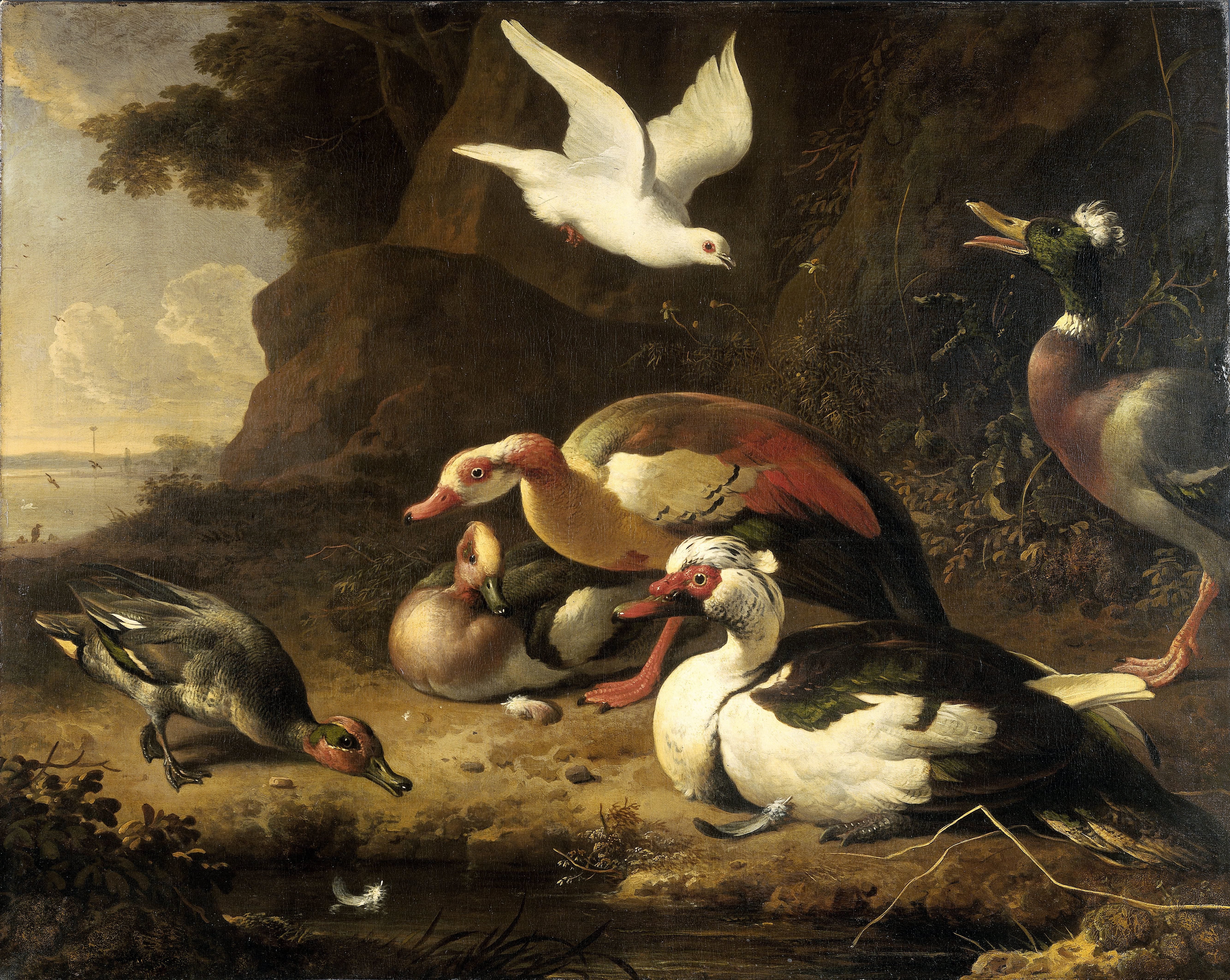 Ducks