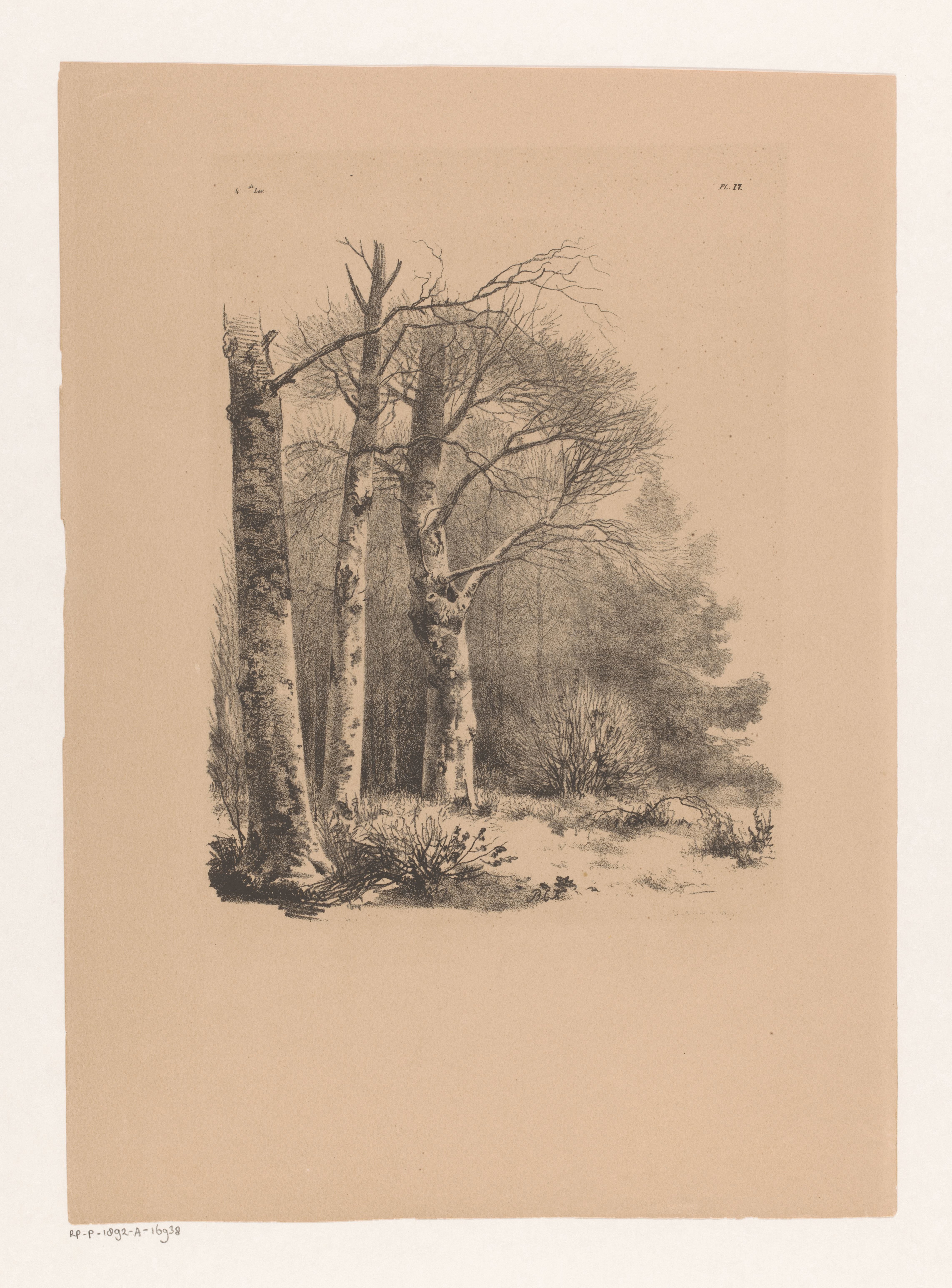 Drie bomen in een bos
