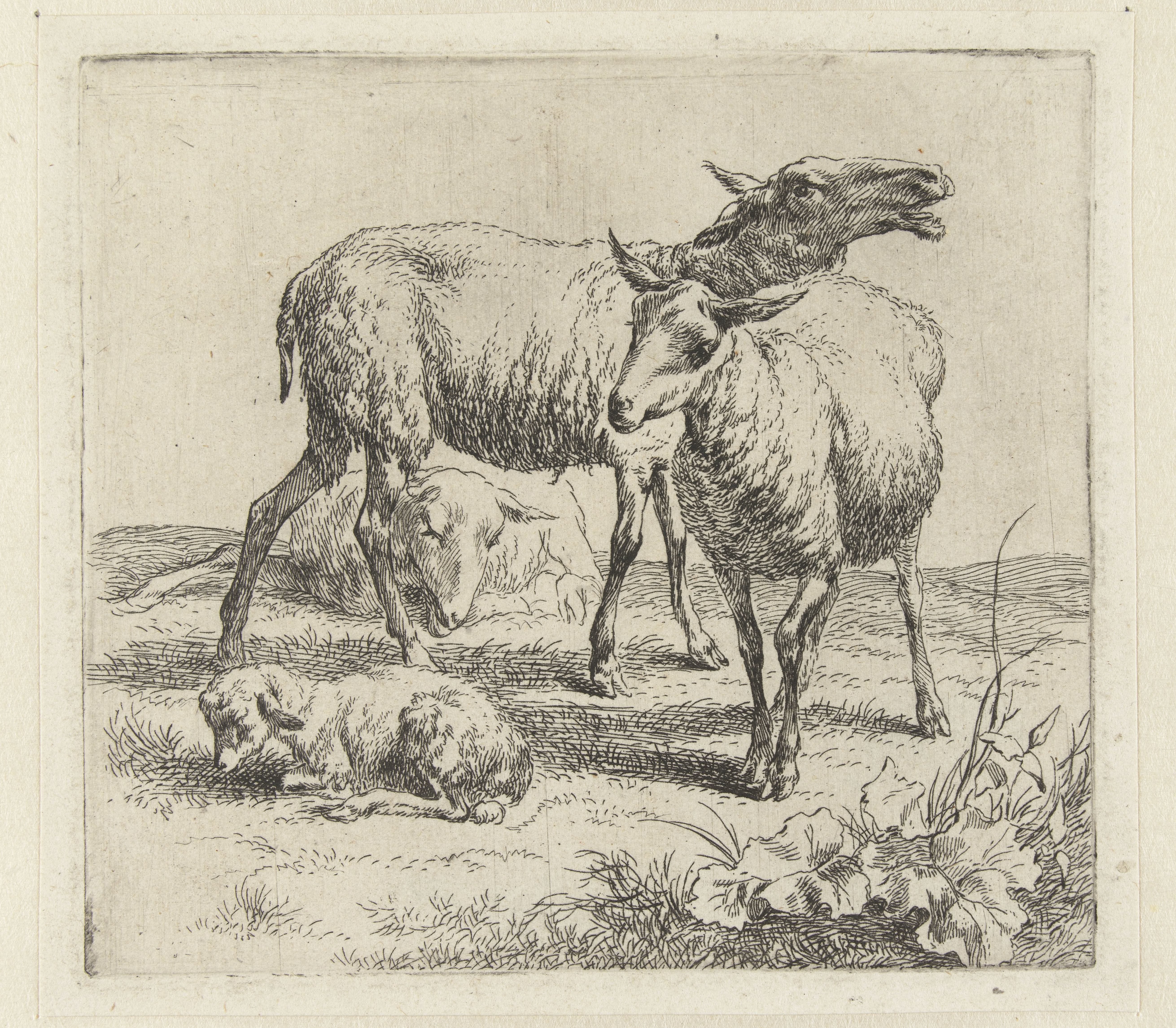Blatend schaap tussen twee schapen en een lam