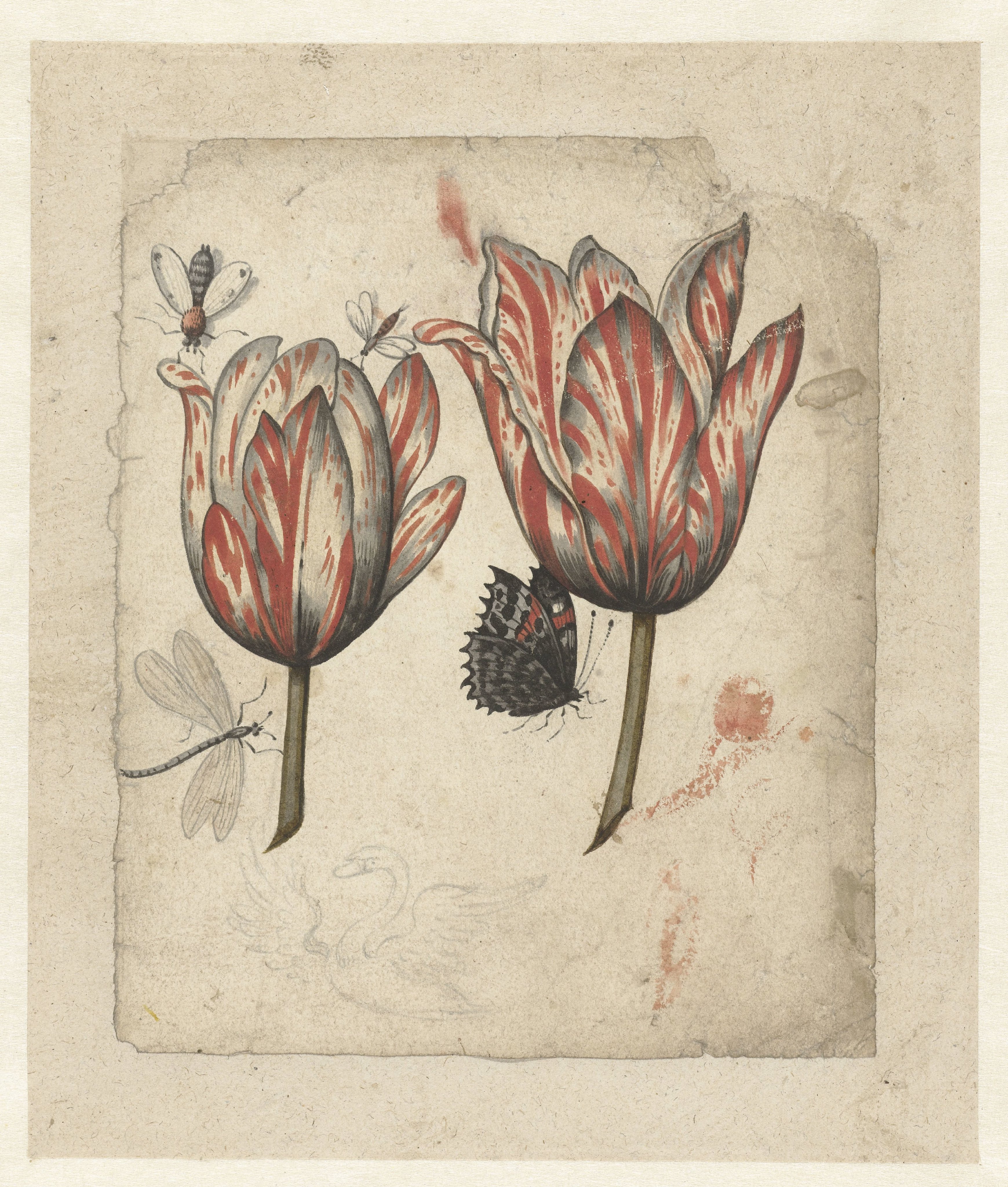 Blad met twee tulpen en enkele insecten
