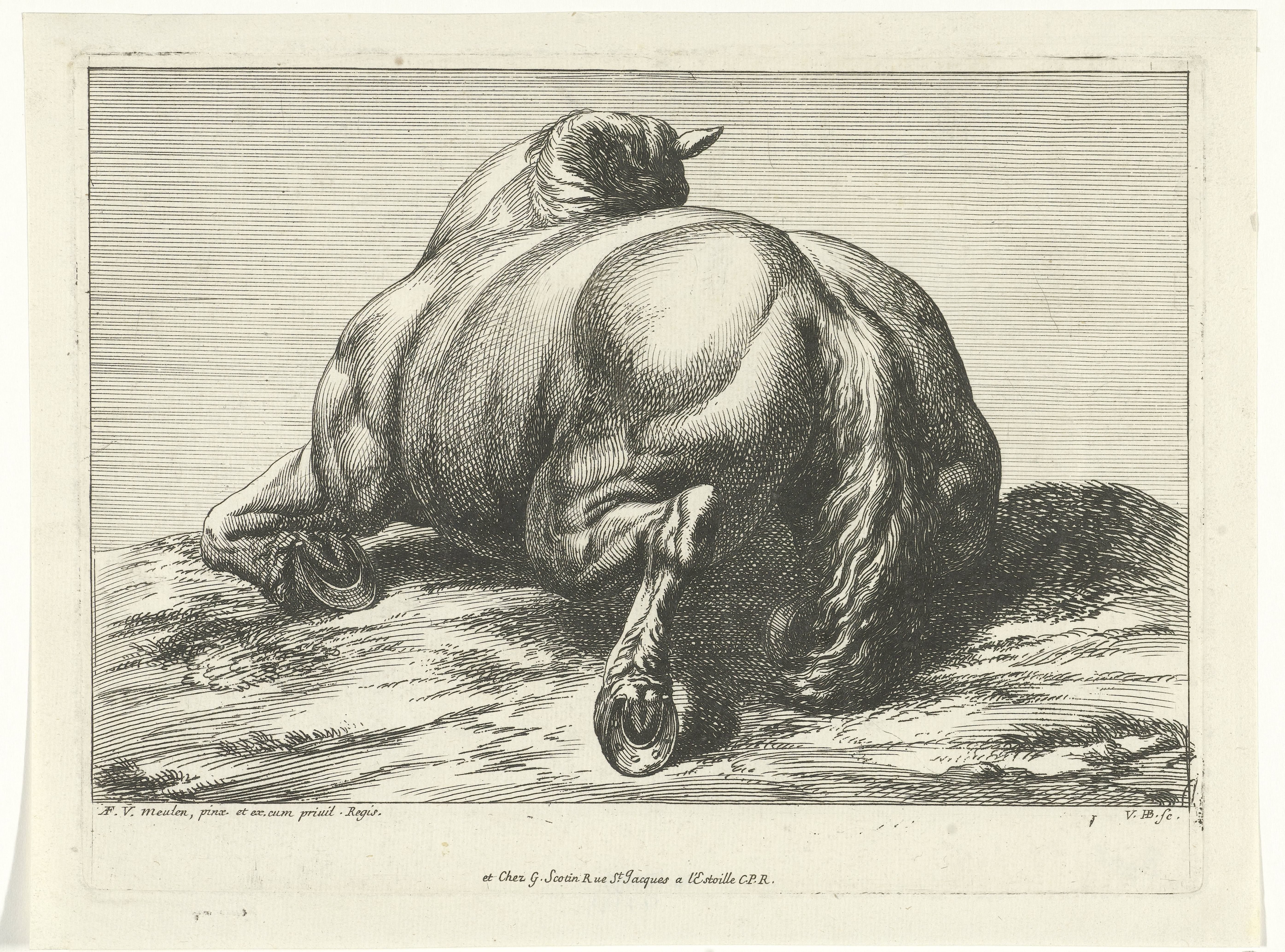 Gesneuveld paard op de buik van achter gezien