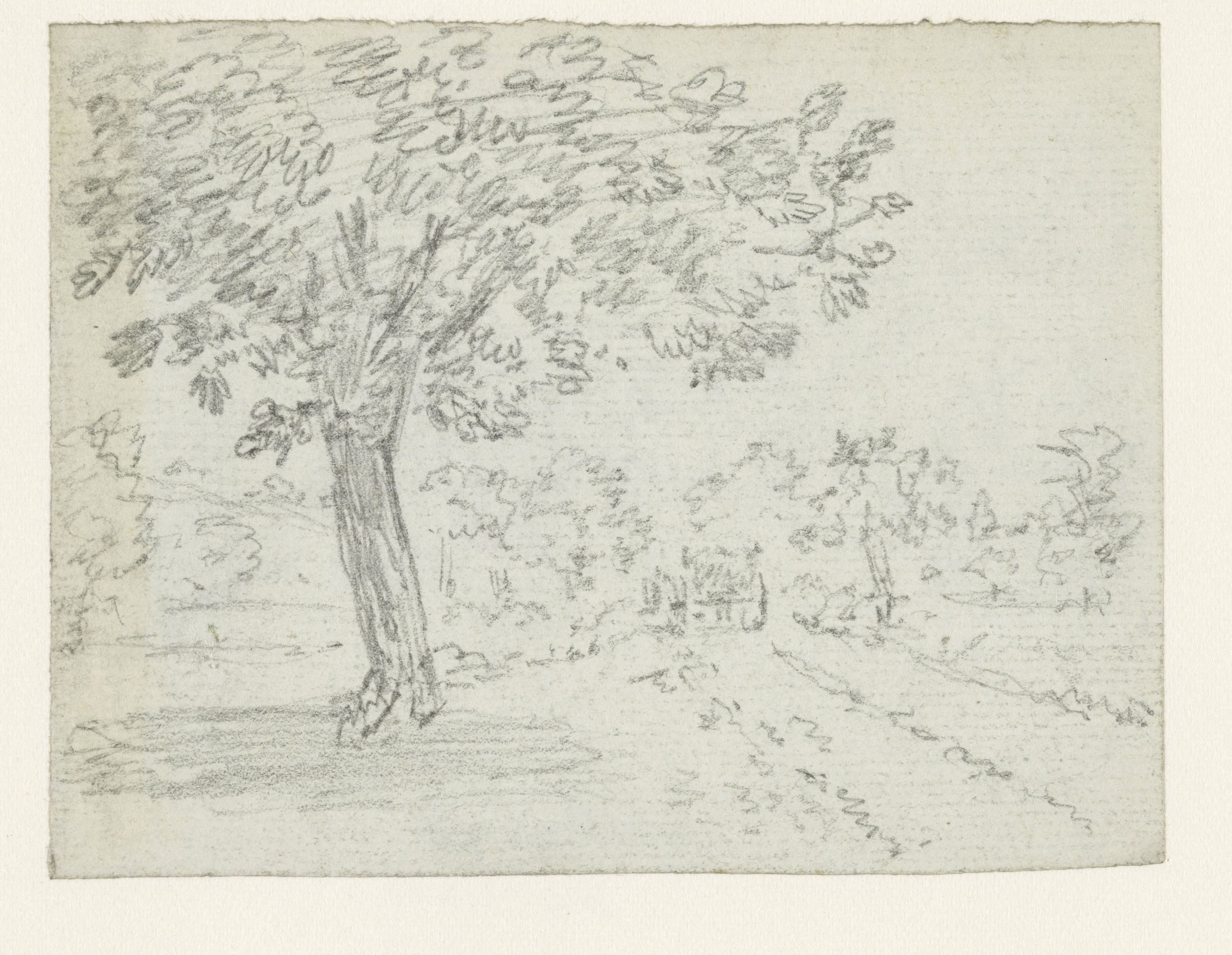 Grote boom bij een landweg
