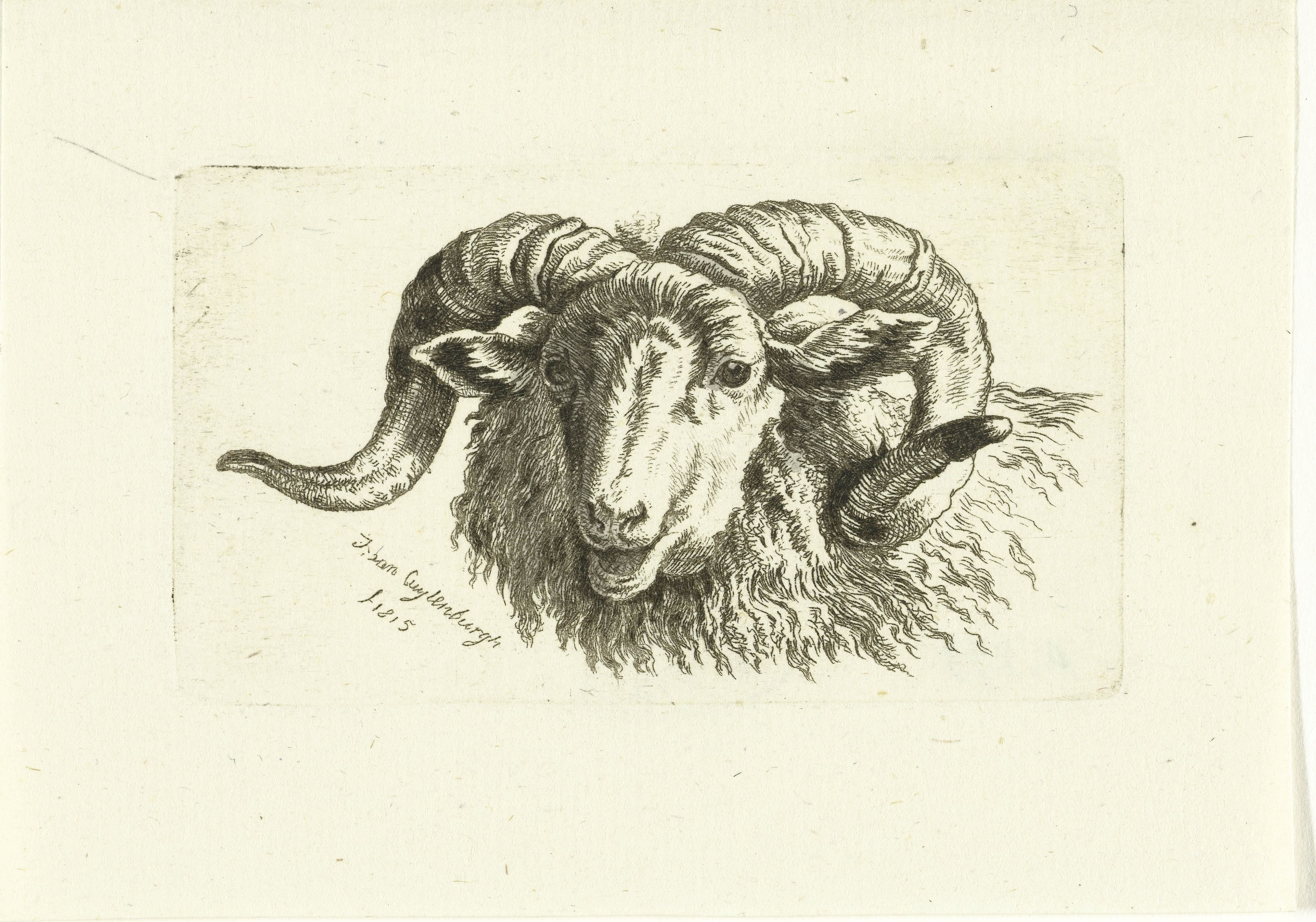 Kop van een ram