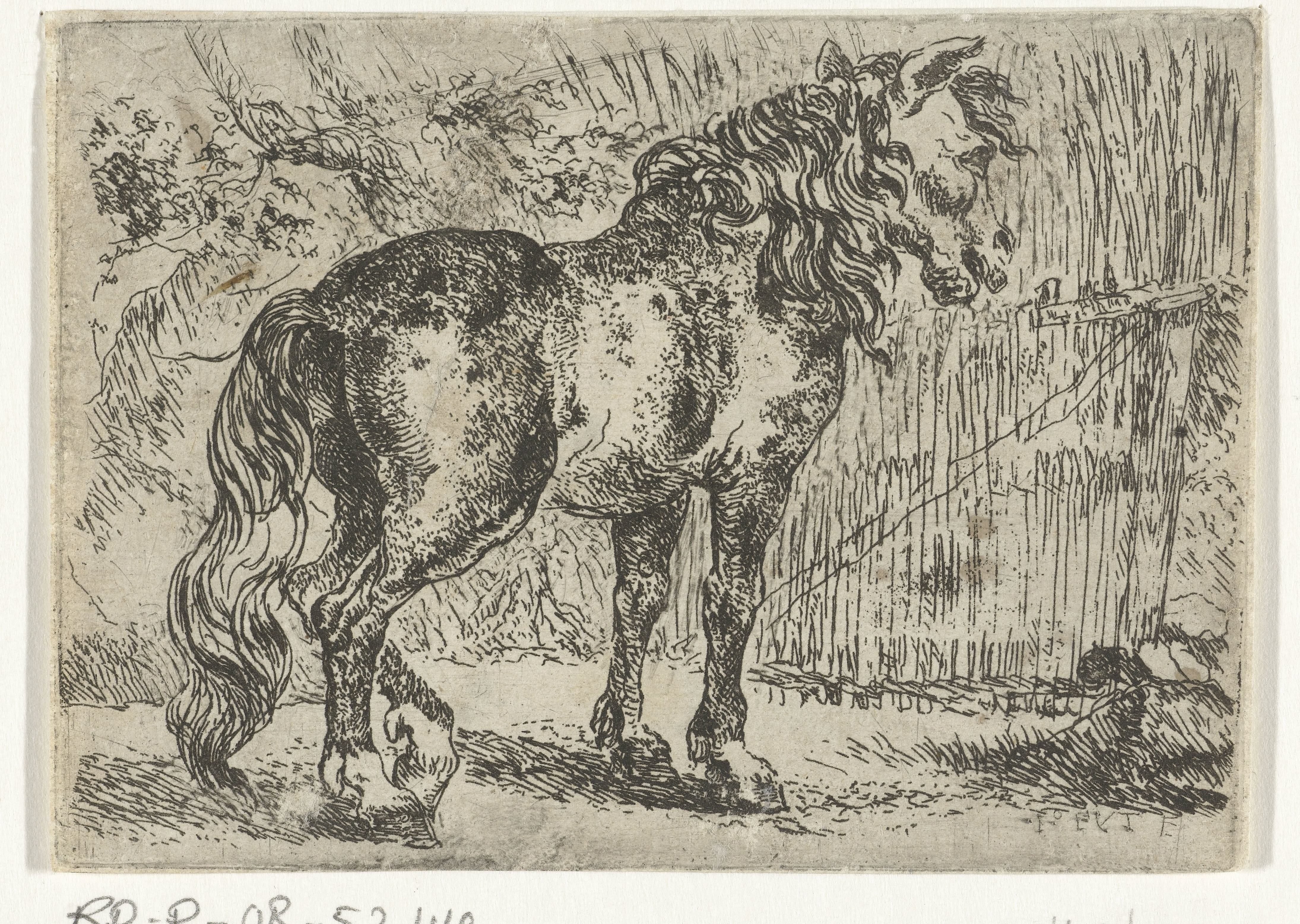 Paard