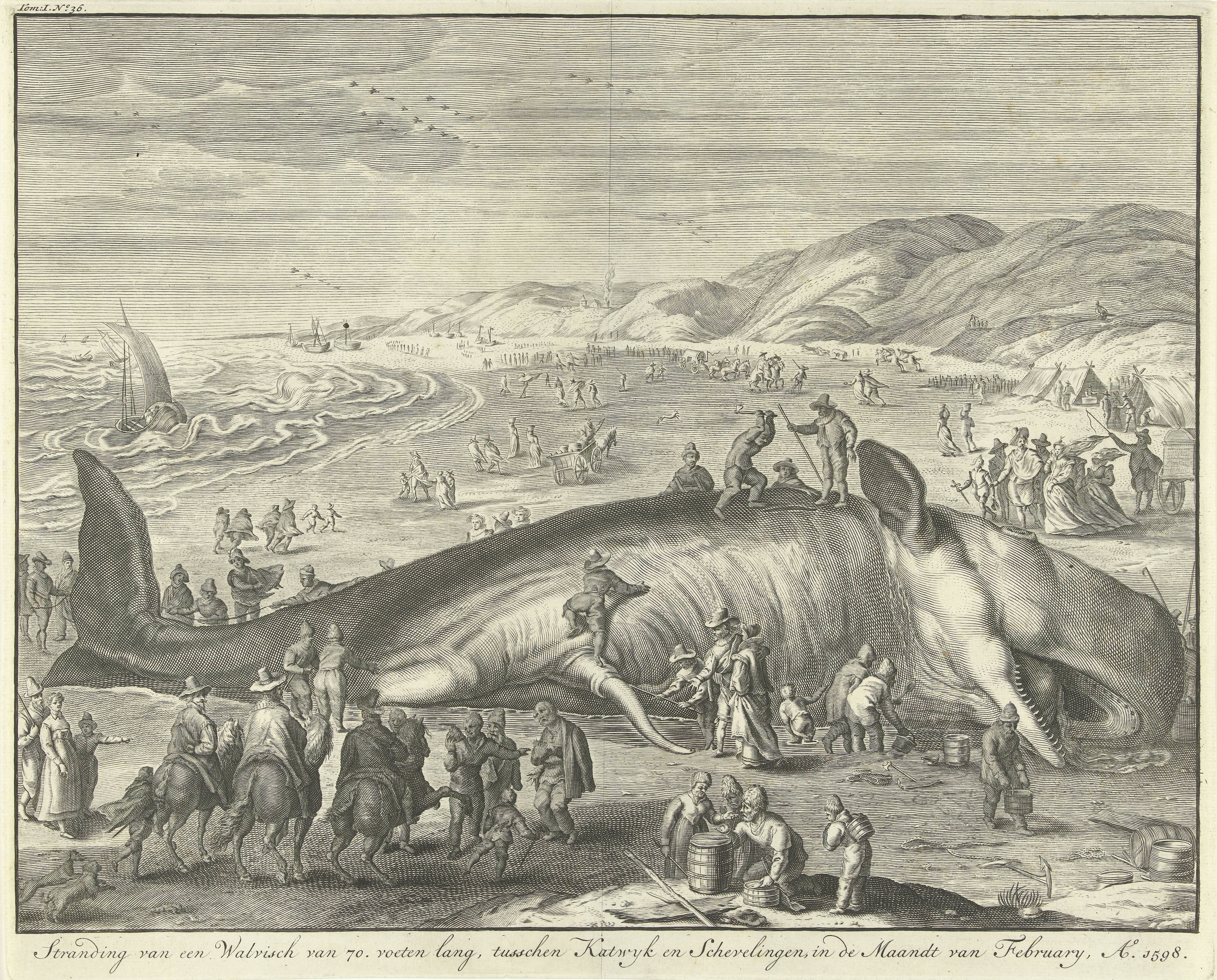 Gestrande walvis bij Berckhey, 1598