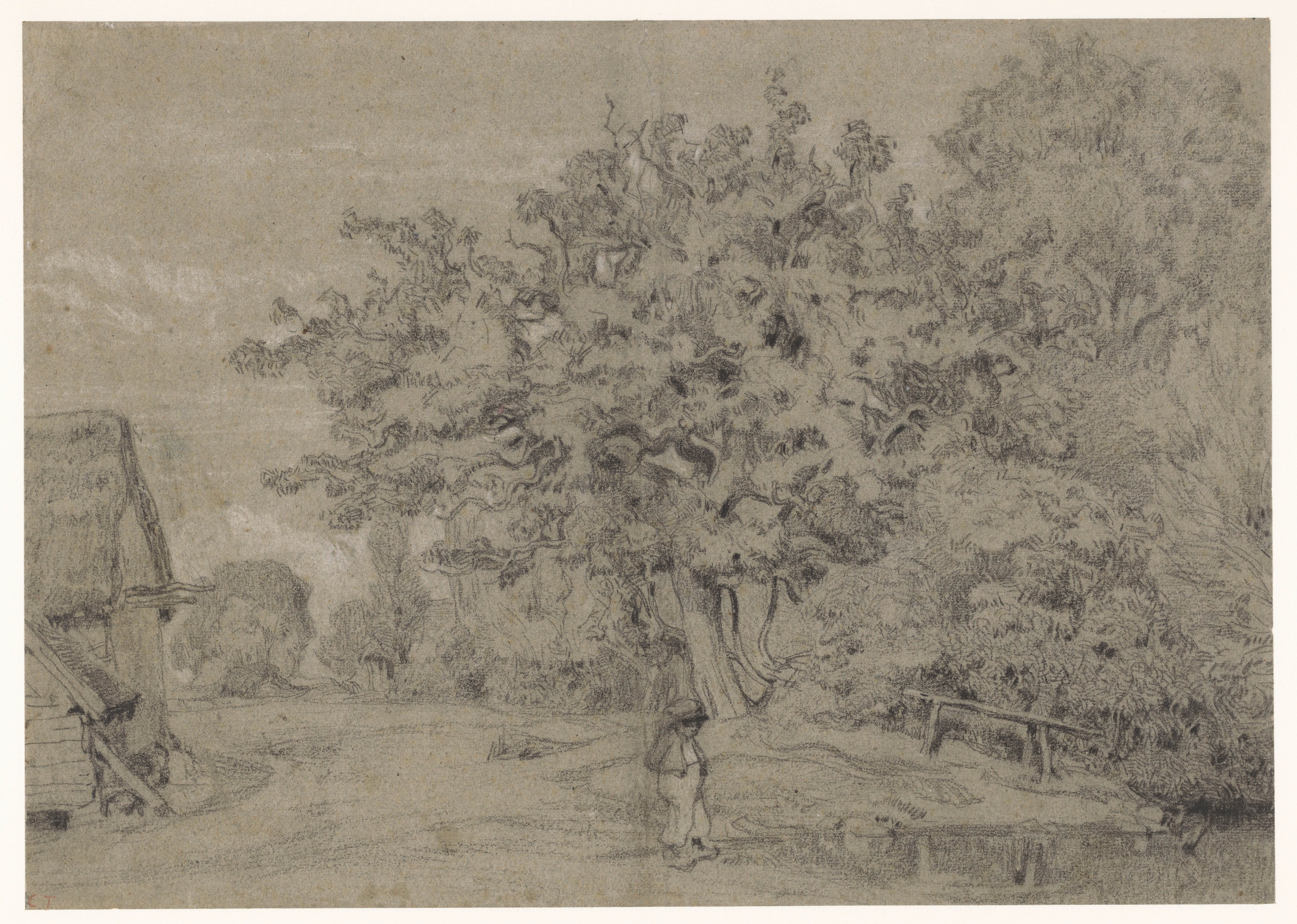 Oude boom bij een boerderij